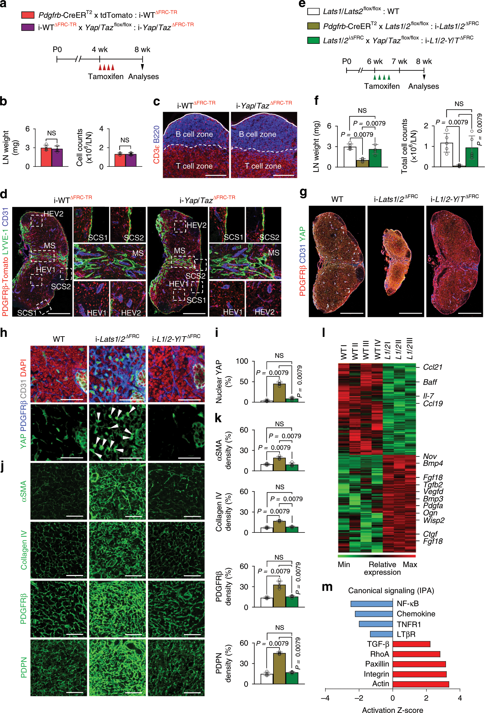 Fig. 3: Canonical Hippo pathway LATS1/2-YAP/TAZ governs FRCs.