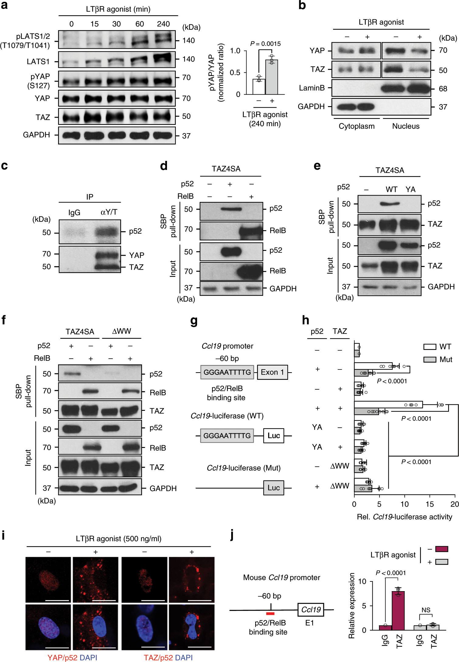 Fig. 5: YAP/TAZ regulate chemokine expression prior to LTβR engagement.