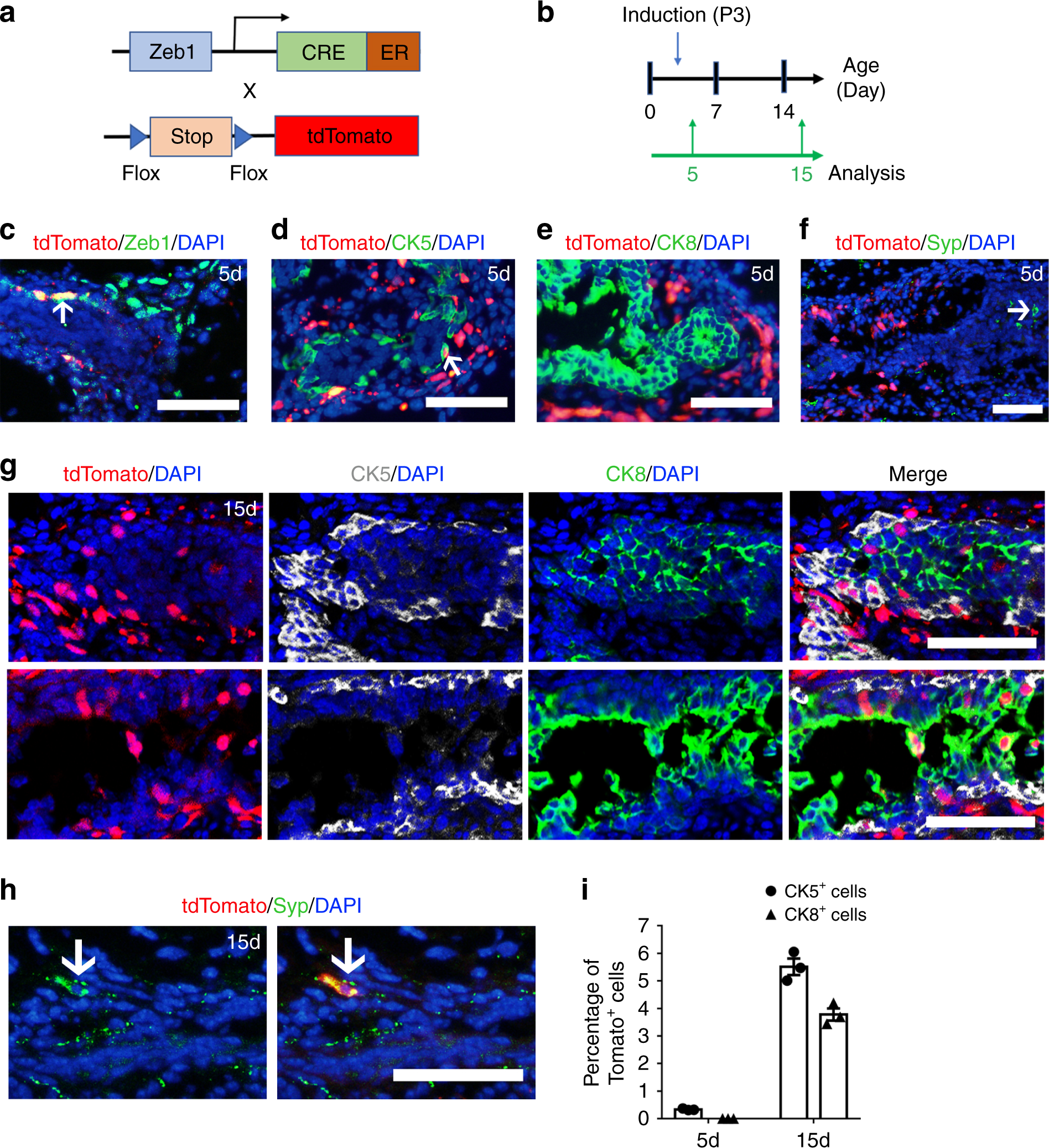 Fig. 4: Lineage tracing supports the multipotency of Zeb1+ basal cells.