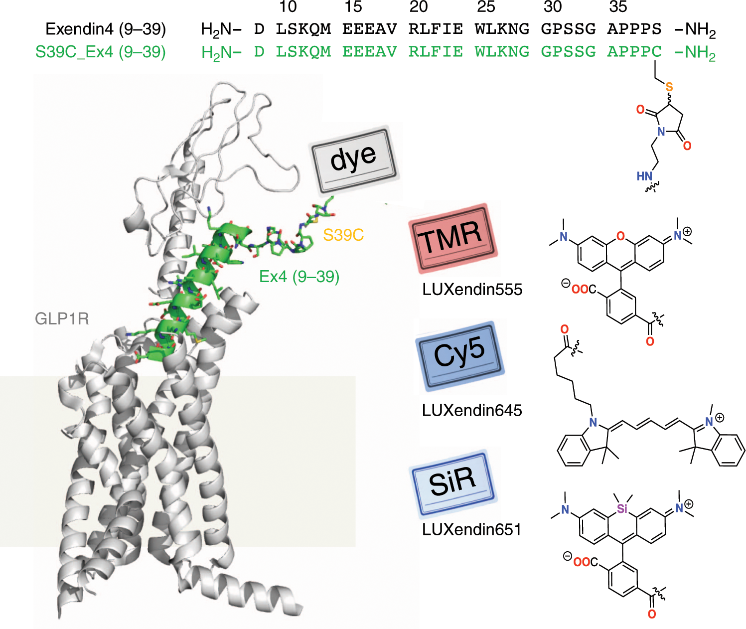 Fig. 1: Sequence and structure of LUXendin555, LUXendin645, and LUXendin651.
