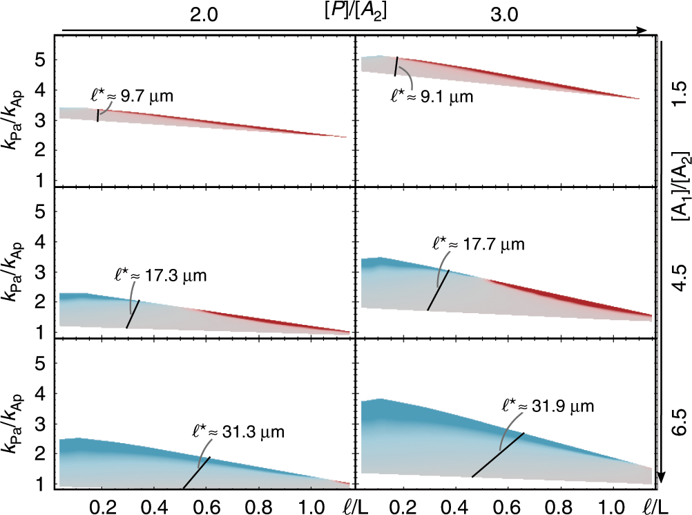 Fig. 5: Relative protein numbers determine robustness of cell polarity.