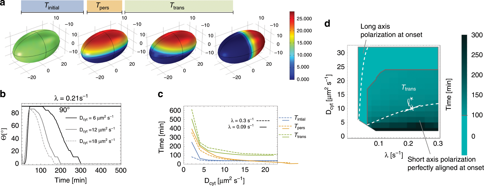 Fig. 6: Cell polarisation in three dimensions.