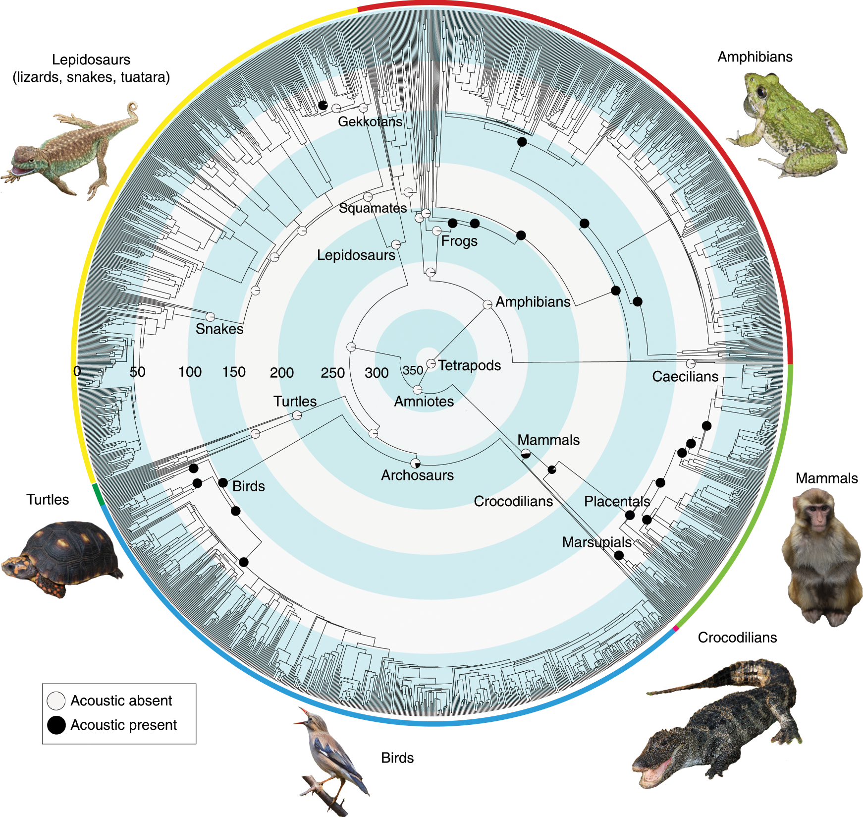 The origins of acoustic communication in vertebrates | Nature Communications