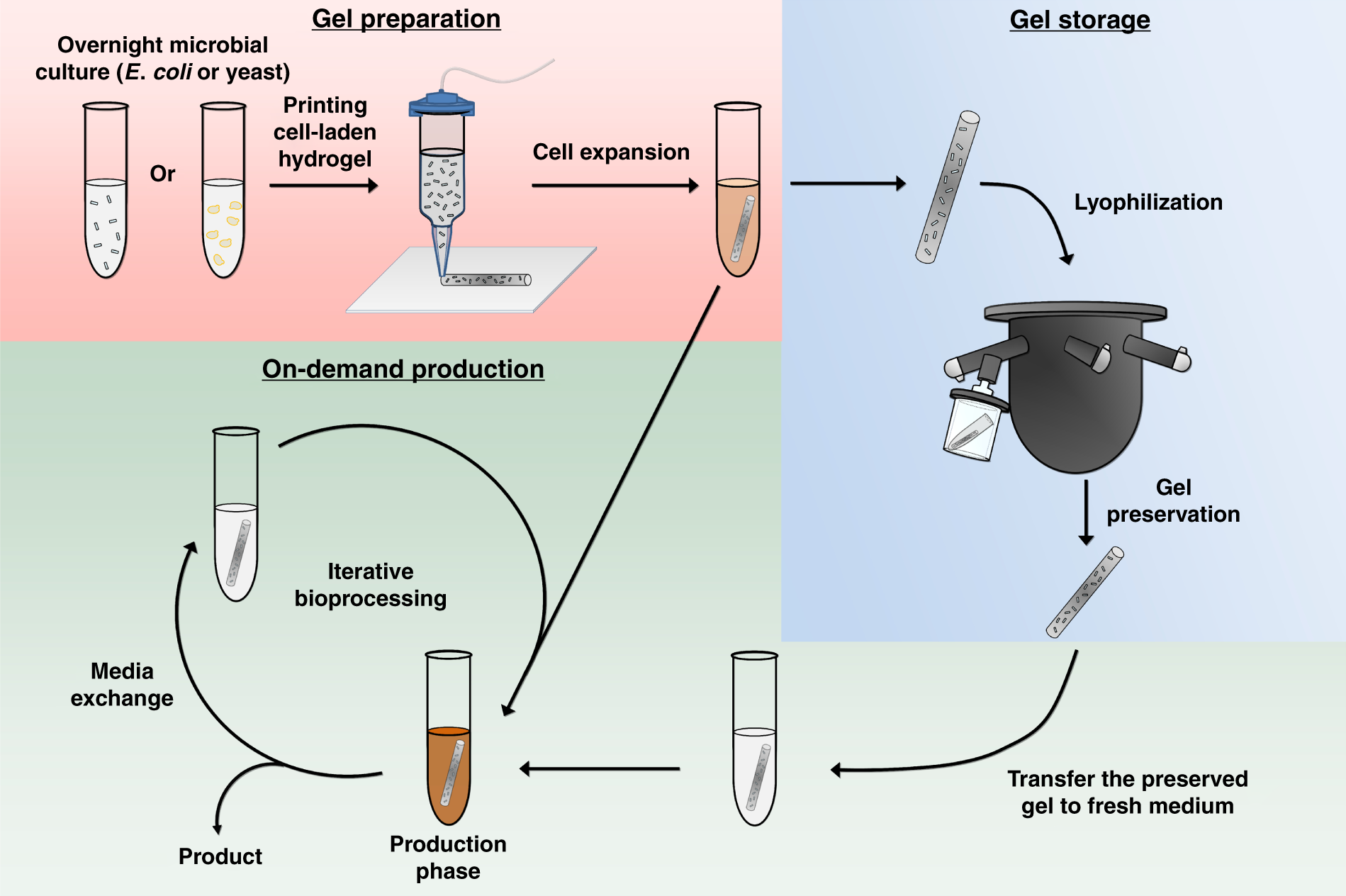 Compartmentalized microbes and co-cultures in hydrogels for on-demand  bioproduction and preservation