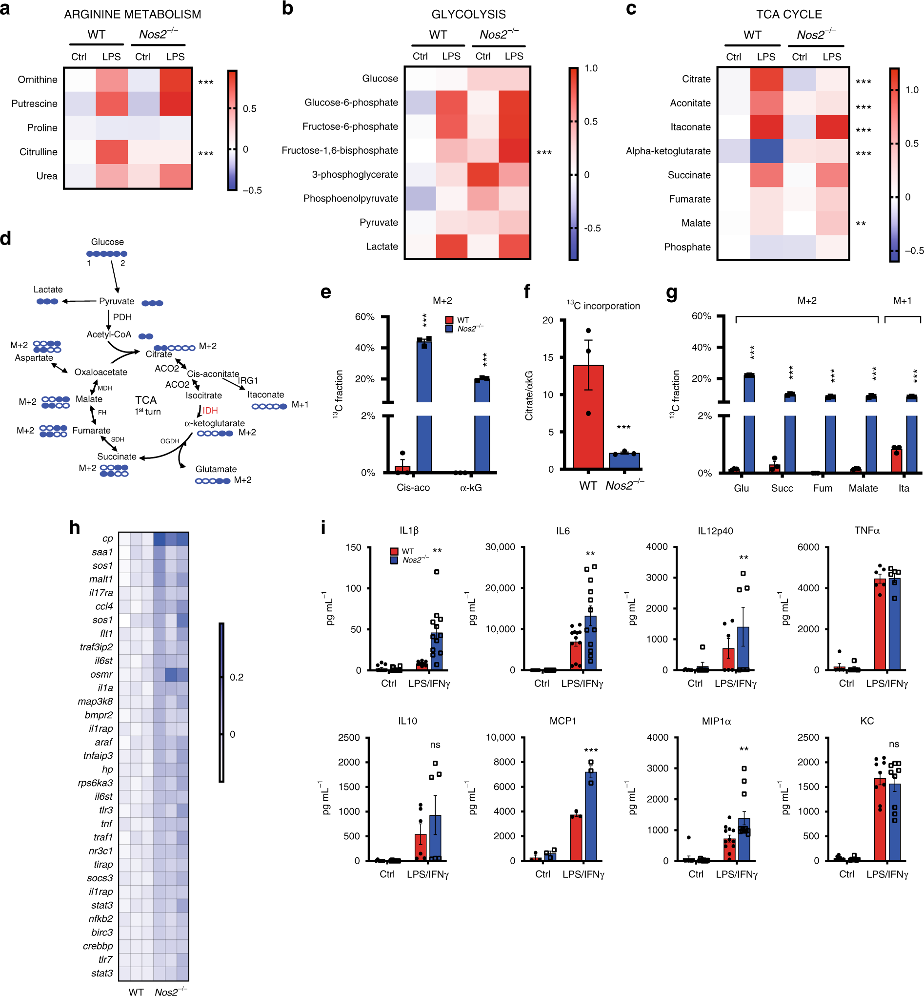 Stimulation of Unprimed Macrophages with Immune Complexes Triggers a Low  Output of Nitric Oxide by Calcium-dependent Neuronal Nitric-oxide Synthase  - ScienceDirect