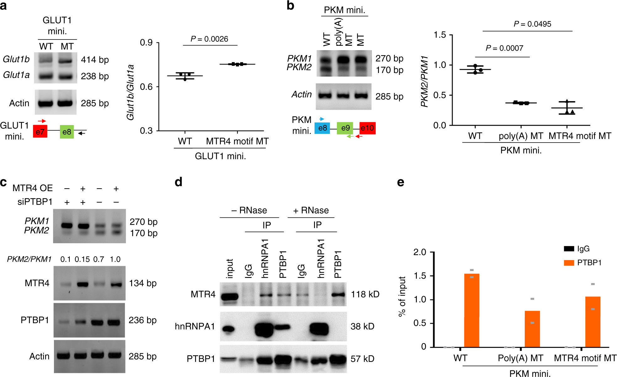 Fig. 5: MTR4 regulates AS of its target pre-mRNA by recruiting PTBP1.