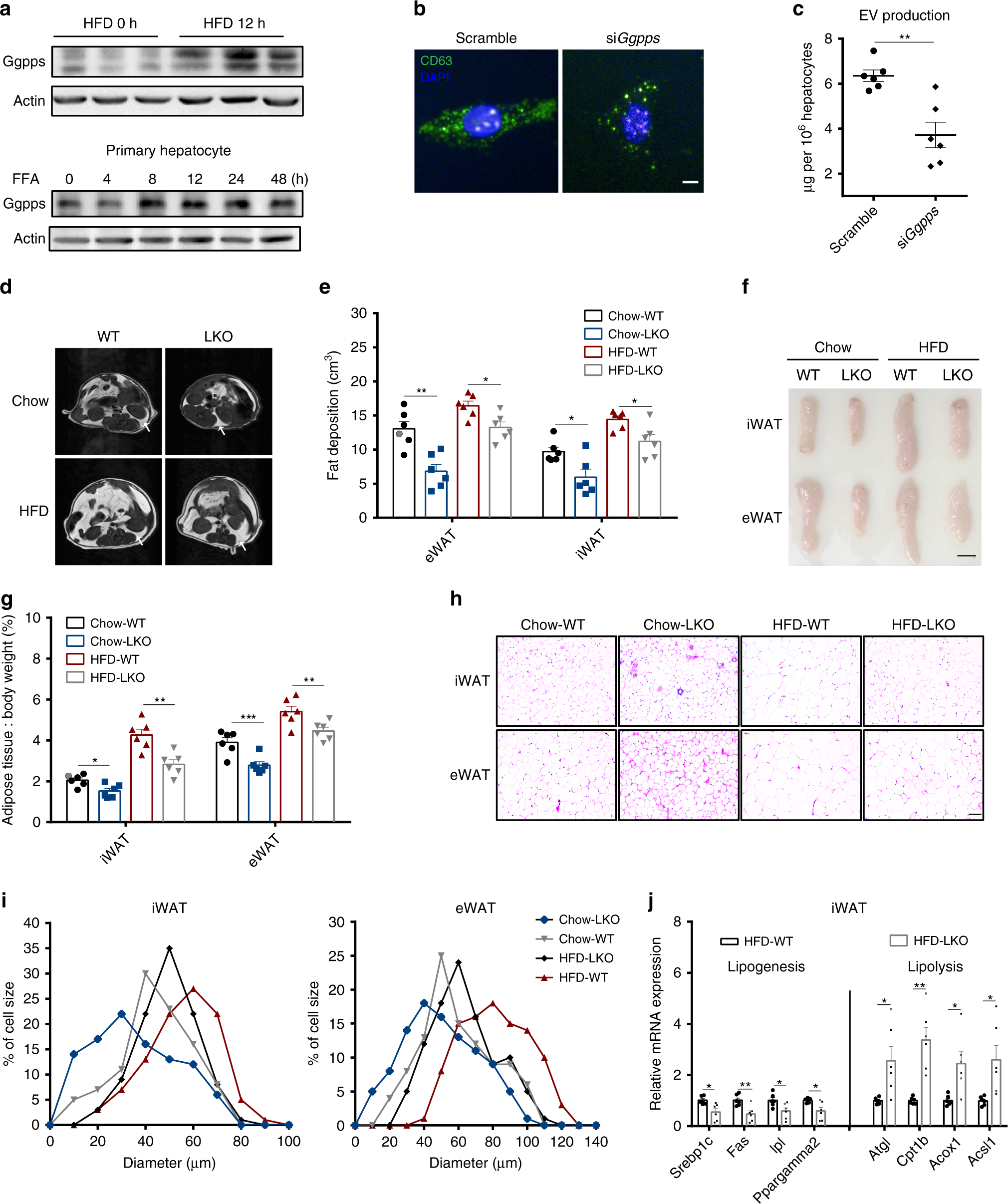 Fig. 3: Liver-driven adipose remodelling is mediated by liver Ggpps.