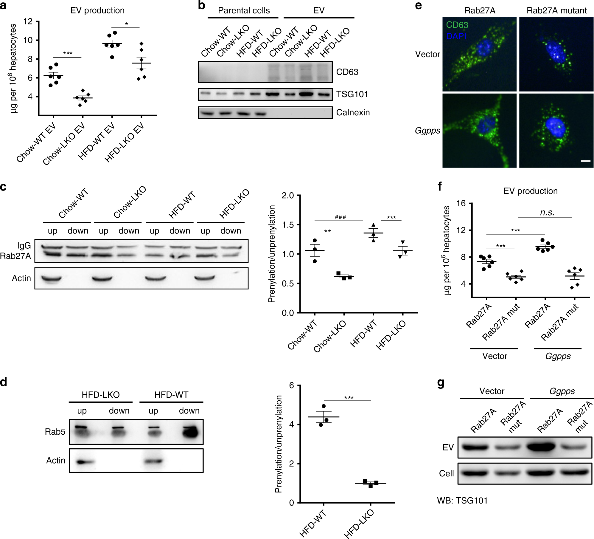 Fig. 4: Ggpps regulates hepatocyte-derived EV secretion.