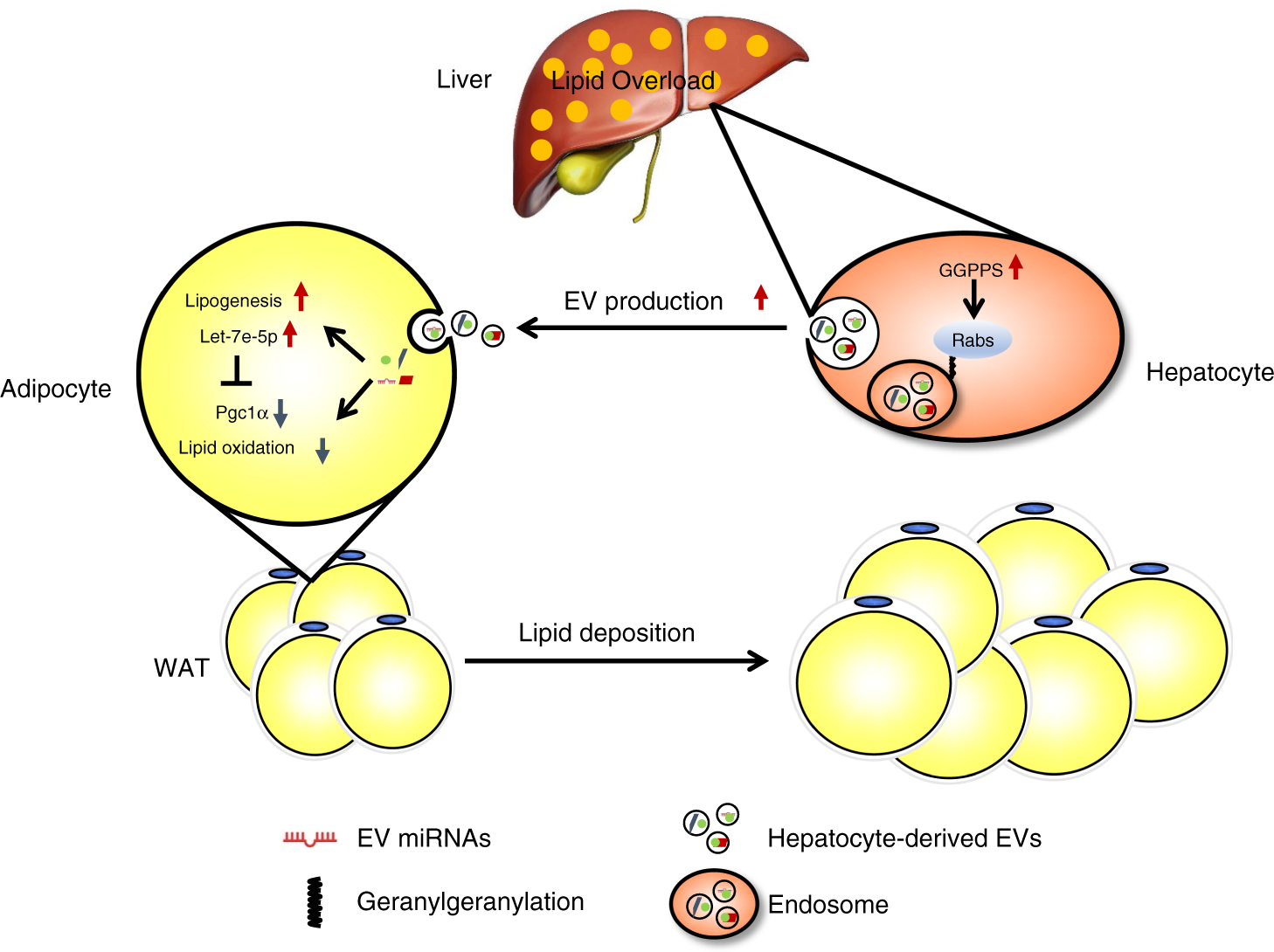 Fig. 8: Schematic for the contribution of hepatic EVs to adipose remodelling.