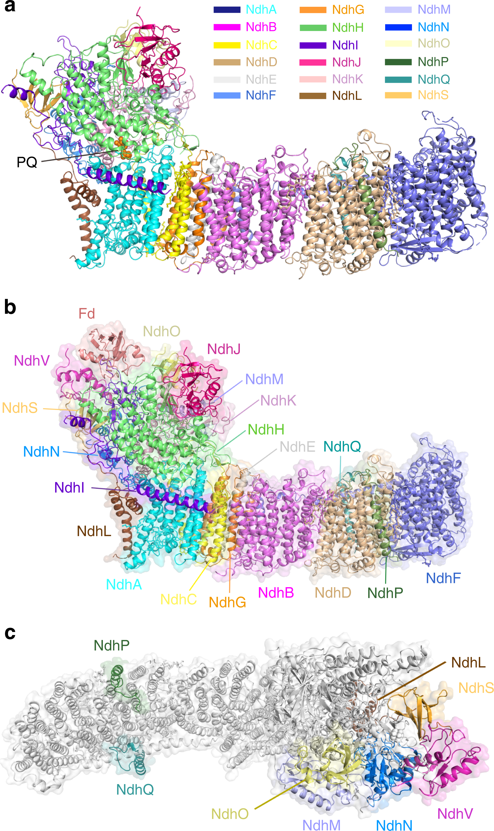 Structural basis for electron transport mechanism of complex I-like  photosynthetic NAD(P)H dehydrogenase | Nature Communications