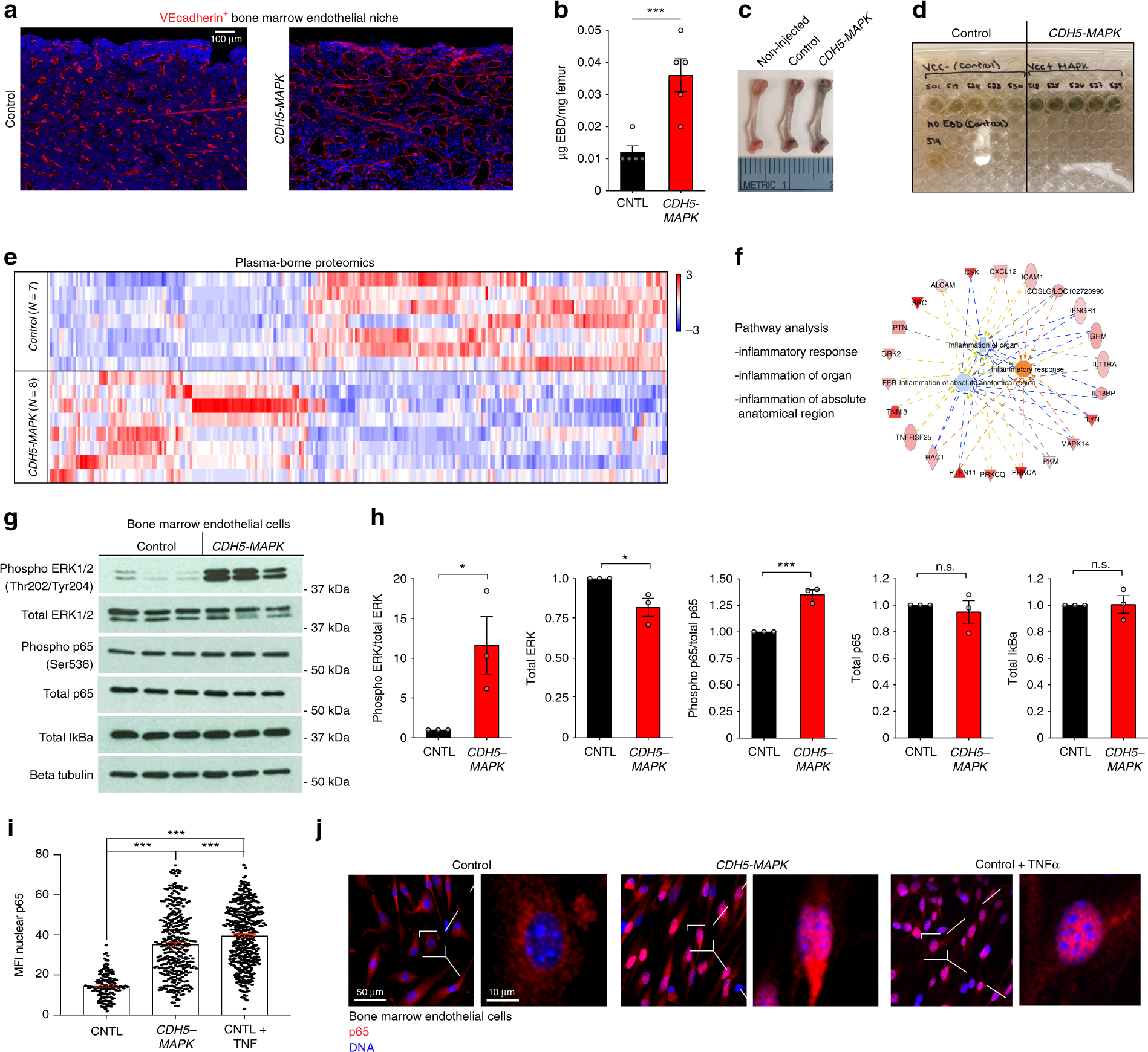 Fig. 2: CDH5-MAPK mice display systemic and BM-localized inflammation.