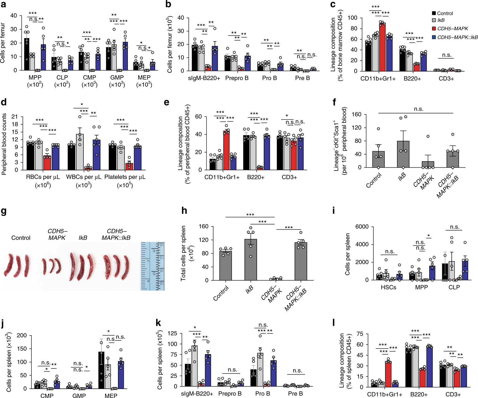 Fig. 5: Endothelial NF-κB inhibition restores hematopoietic progenitor activity in CDH5-MAPK mice.