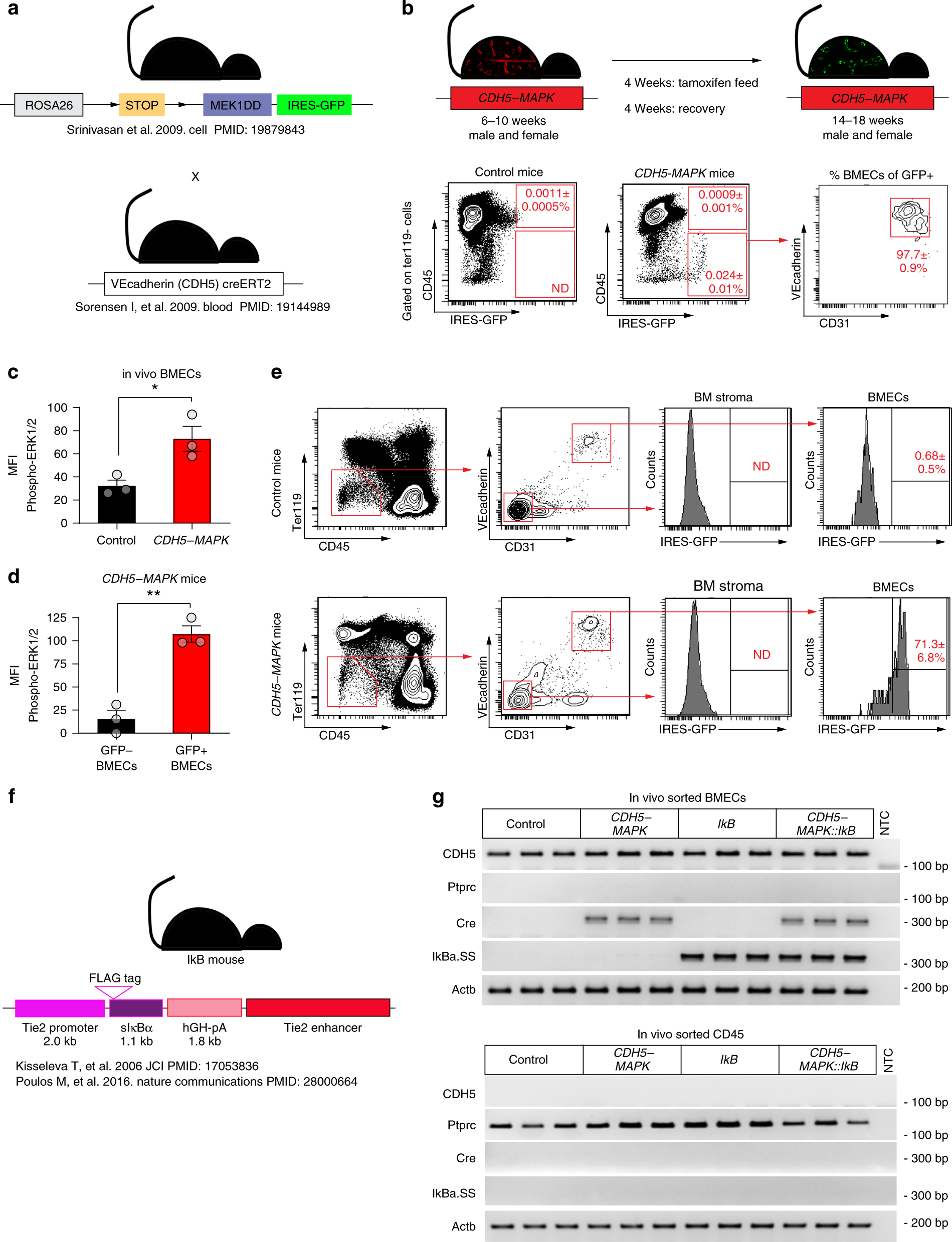 Fig. 6: CDH5-MAPK and Tie2.IkB-SS mice demonstrate endothelial-specific expression of transgenes.