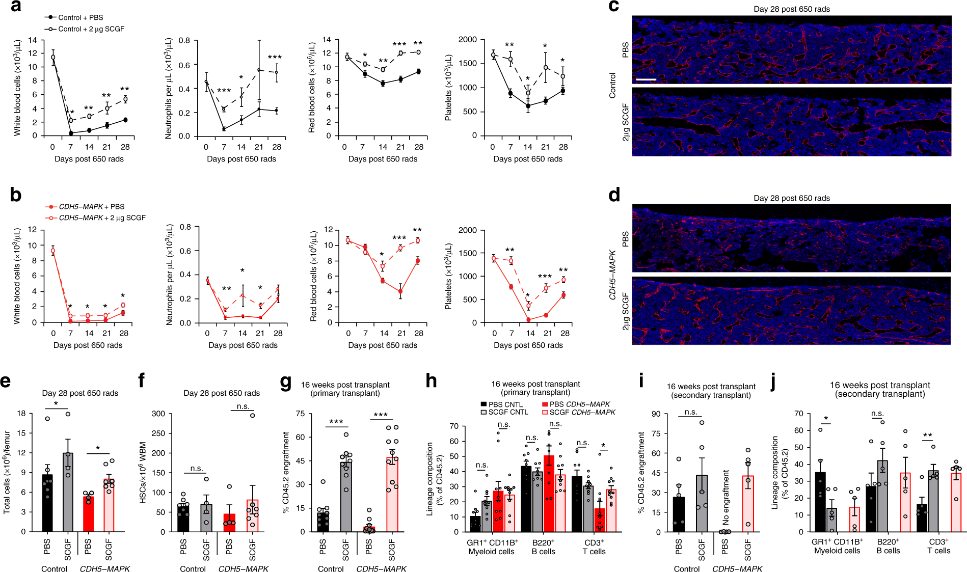 Fig. 9: SCGF enhances hematopoietic regeneration following myelosuppressive injury.