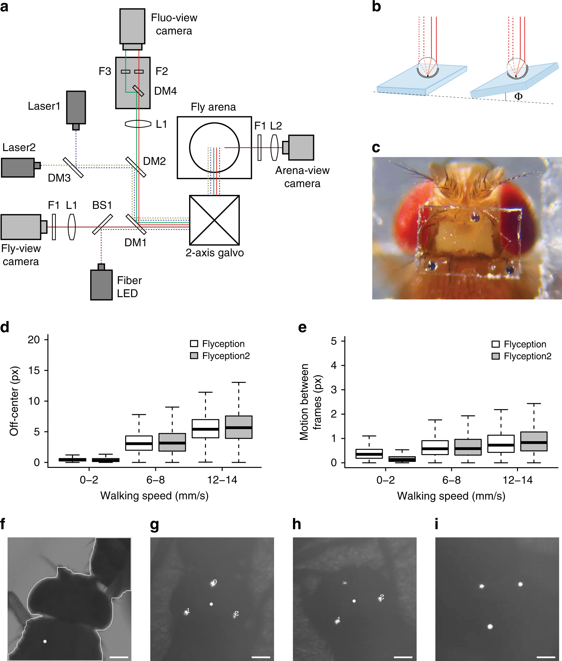To detect new odors, fruit fly brains improve on a well-known computer  algorithm - Salk Institute for Biological Studies