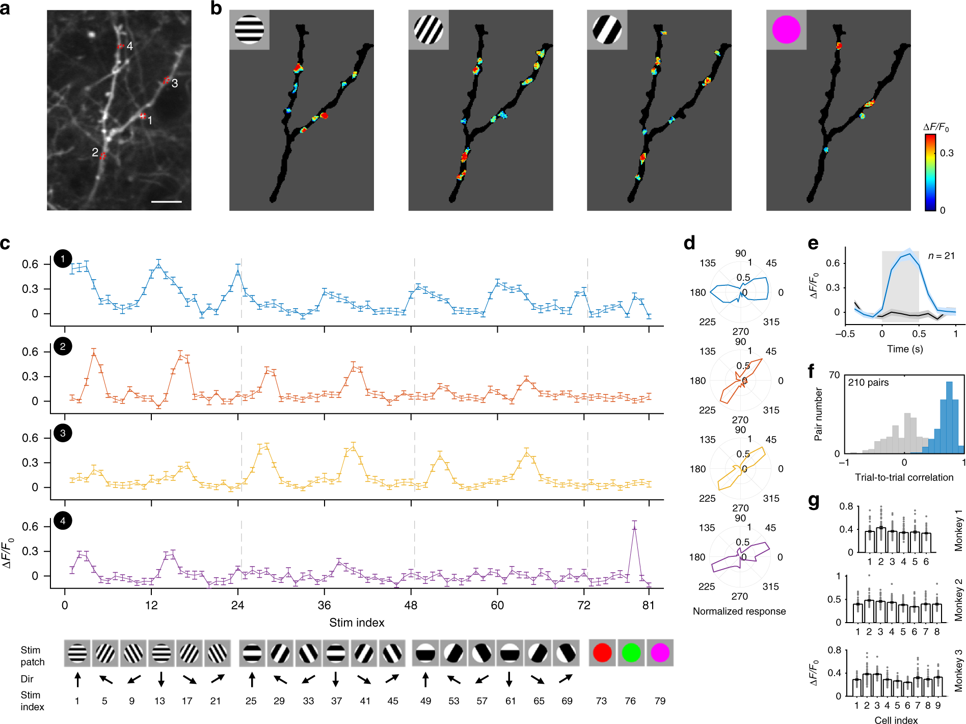 Spatiotemporal Functional Organization Of Excitatory Synaptic Inputs Onto Macaque V1 Neurons Nature Communications Spatiotemporal Functional Organization Of Excitatory Synaptic Inputs Onto Macaque V1 Neurons Nature Communications