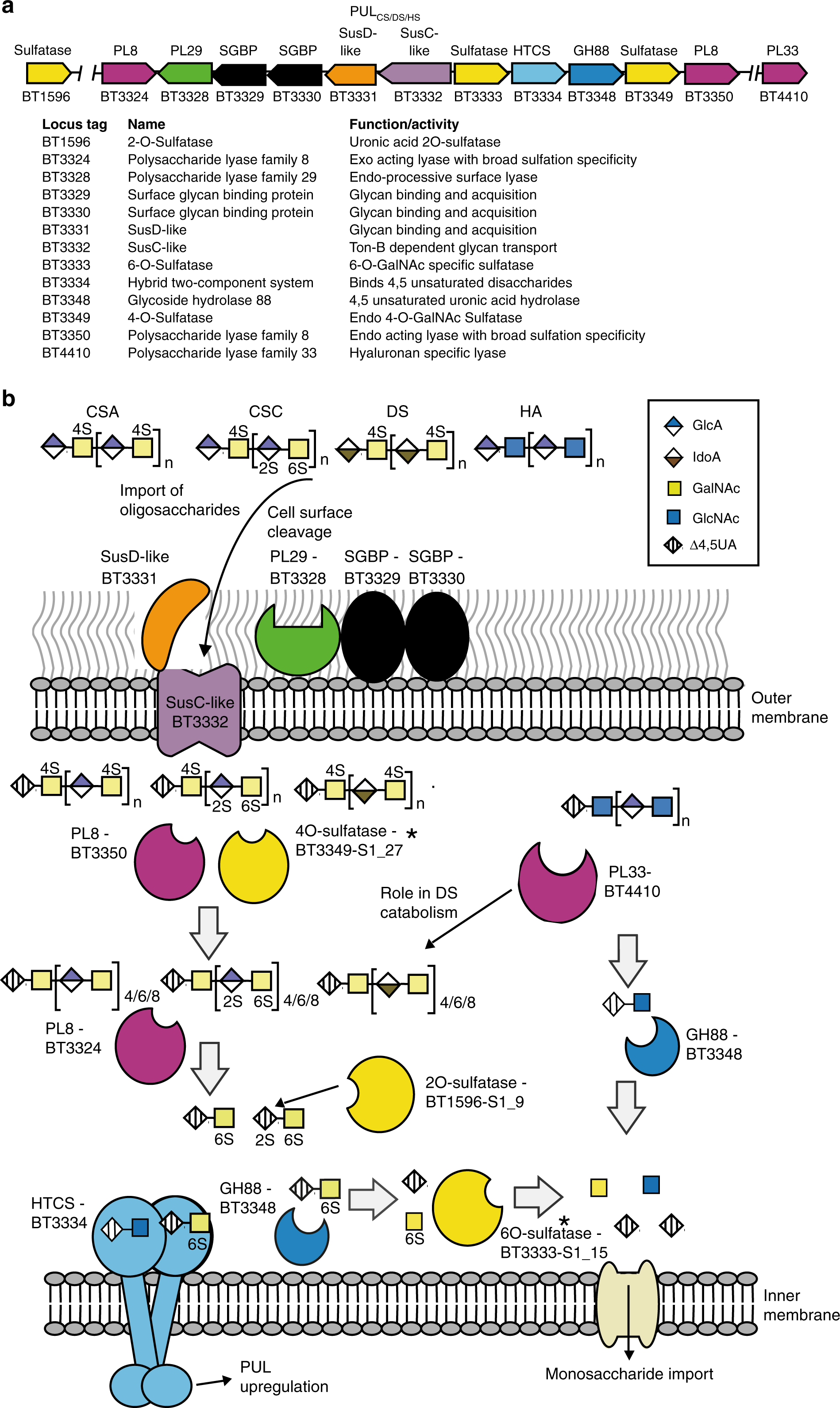 Identification of levoglucosan degradation pathways in bacteria and sequence similarity network analysis