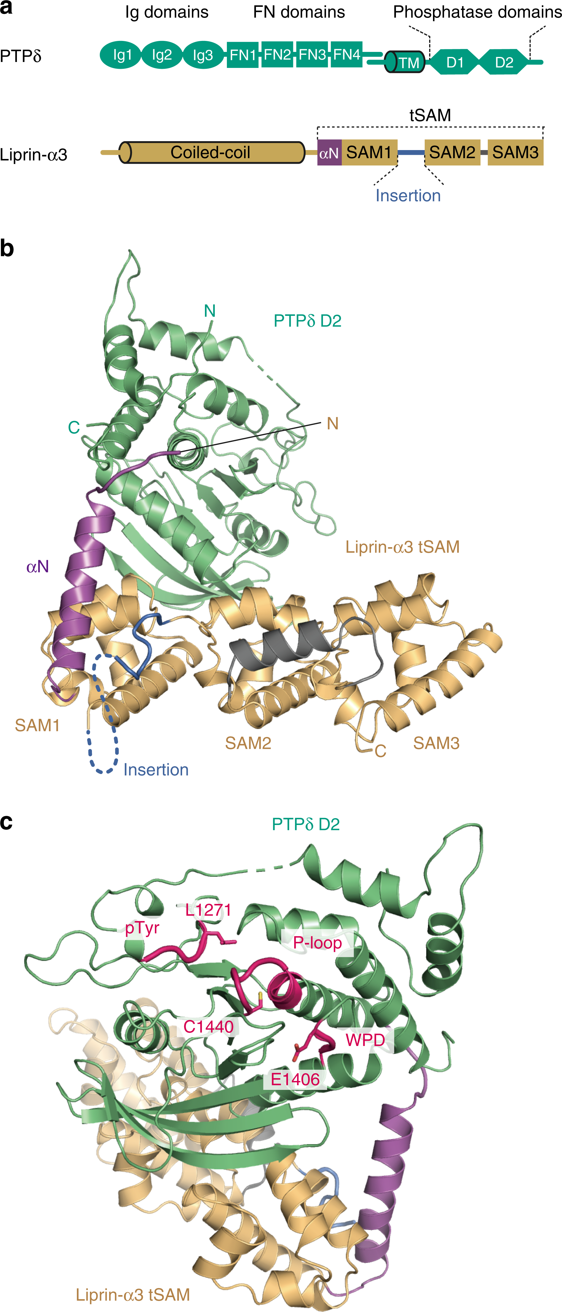 Structural Insights Into Selective Interaction Between Type Iia Receptor Protein Tyrosine Phosphatases And Liprin A Nature Communications