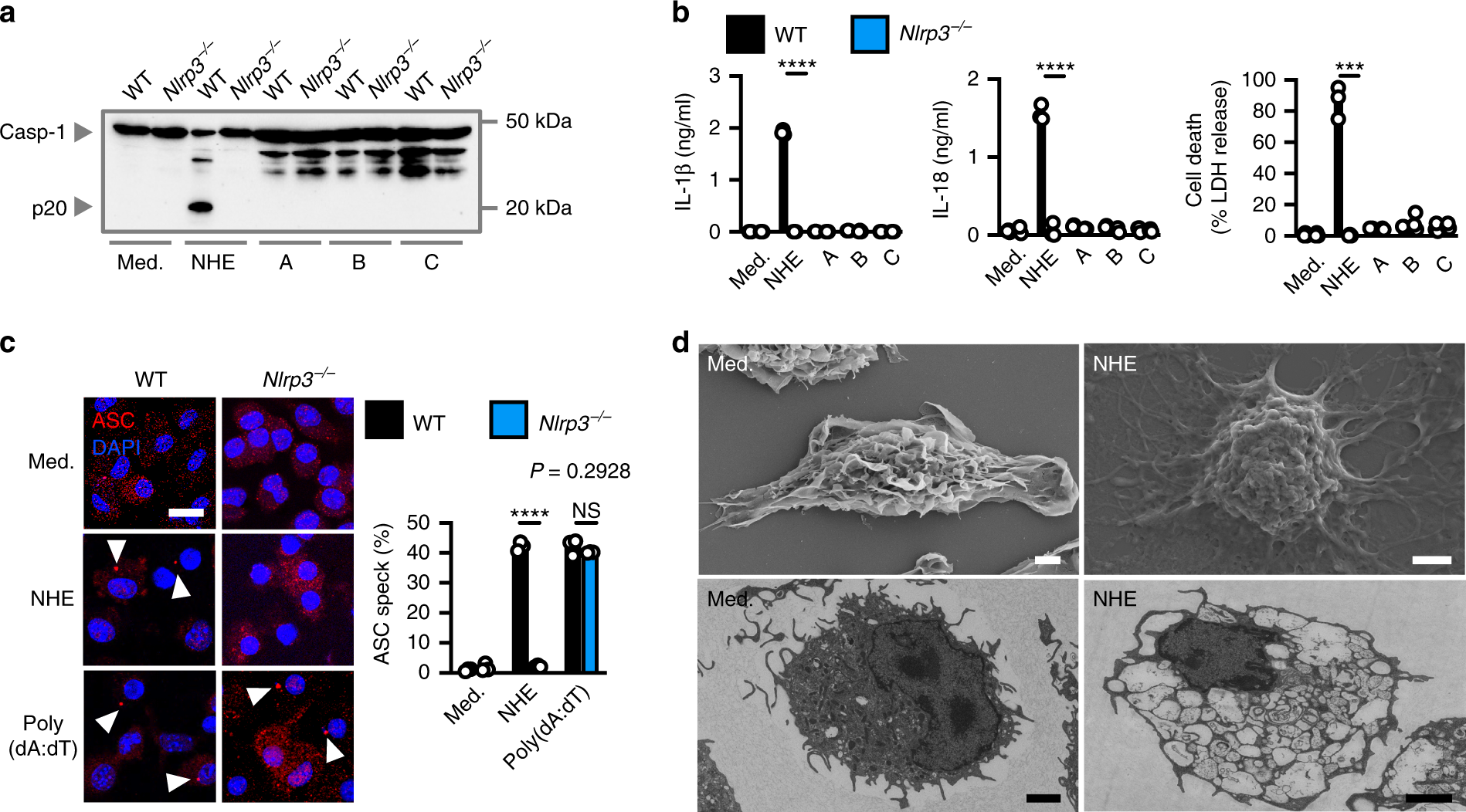 Fig. 4: NHE activates the NLRP3 inflammasome.