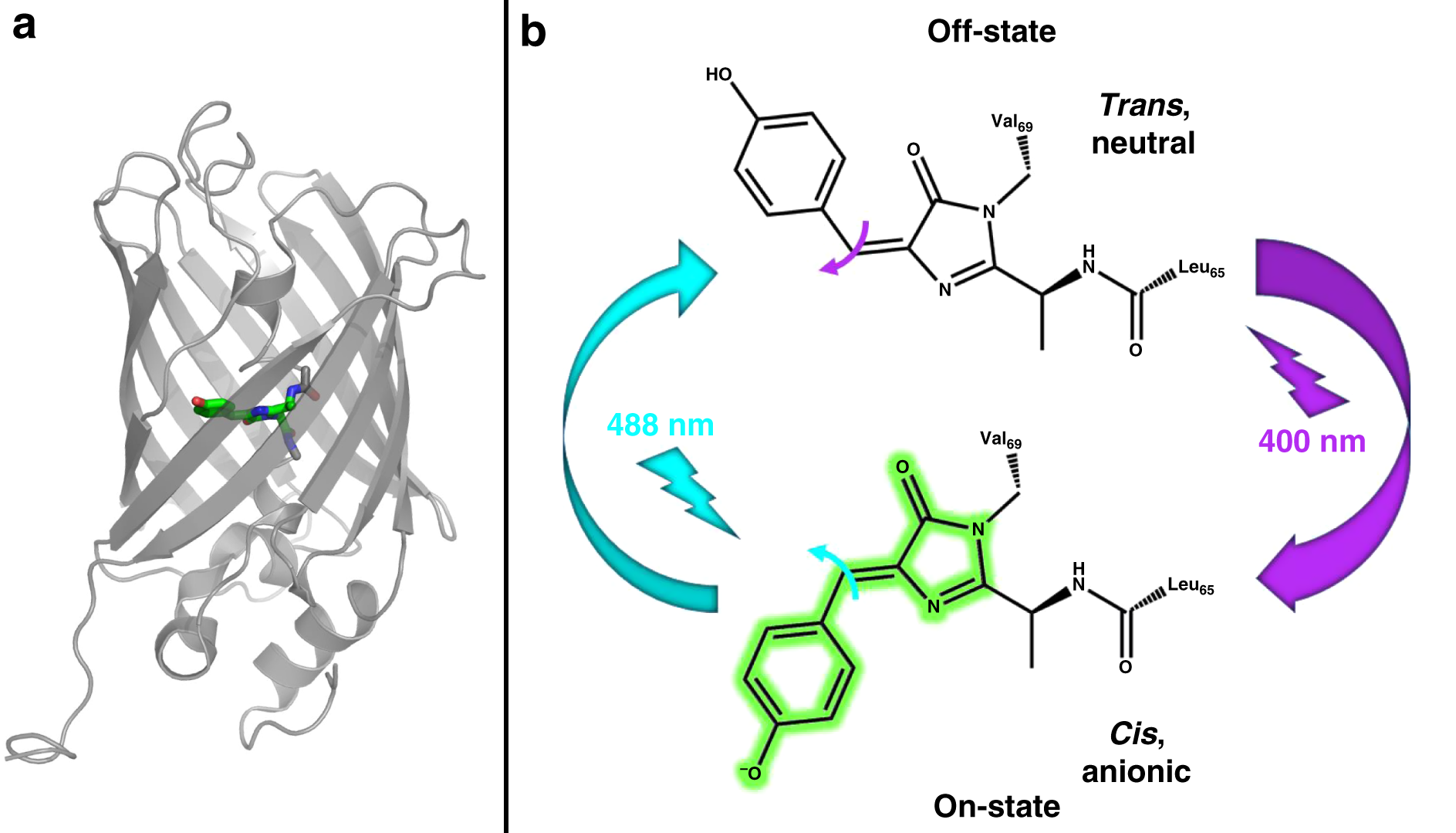 Fig. 1: Structure and photoswitching scheme of rsEGFP2.