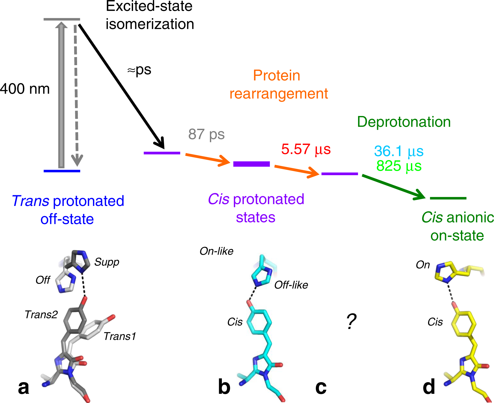 Fig. 7: Model for the rsEGFP2 off-to-on photoswitching process.