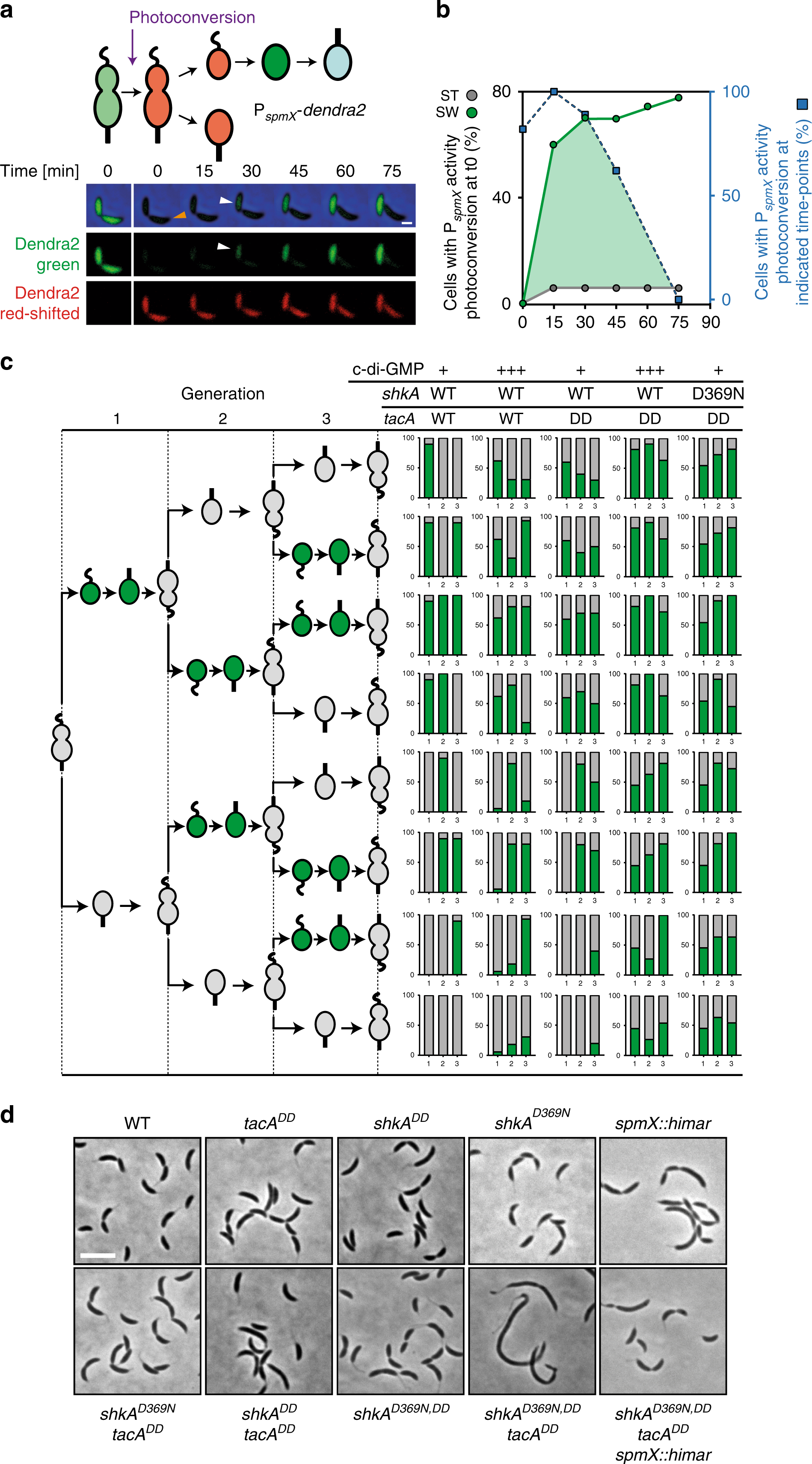 Fig. 4: Oscillation of c-di-GMP and protein degradation limit TacA activity to G1/S.