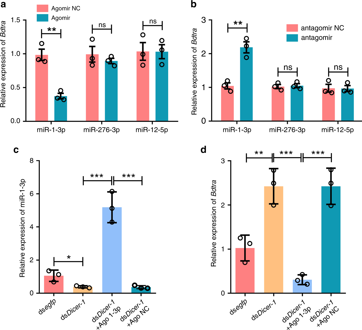 Fig. 3: miR-1-3p targets the Bdtra transcript in vivo.