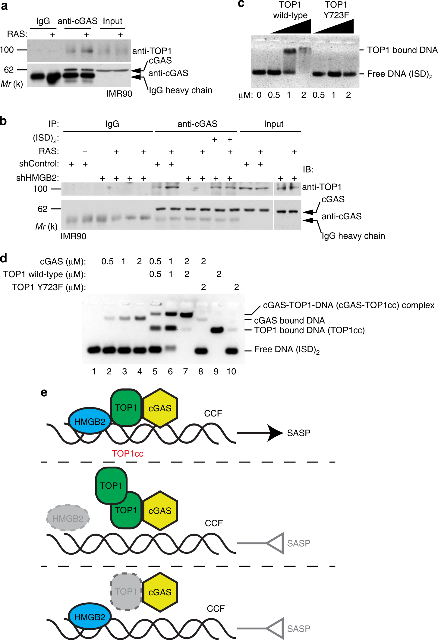 Fig. 4: TOP1cc enhances dsDNA recognition by cGAS.