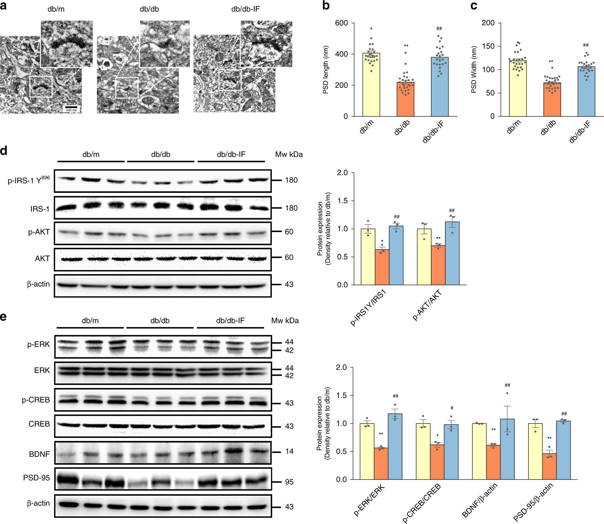 Fig. 2: Intermittent fasting improved synapse ultrastructure and altered IRS/Akt and CREB/ERK signaling in db/db mice brain.