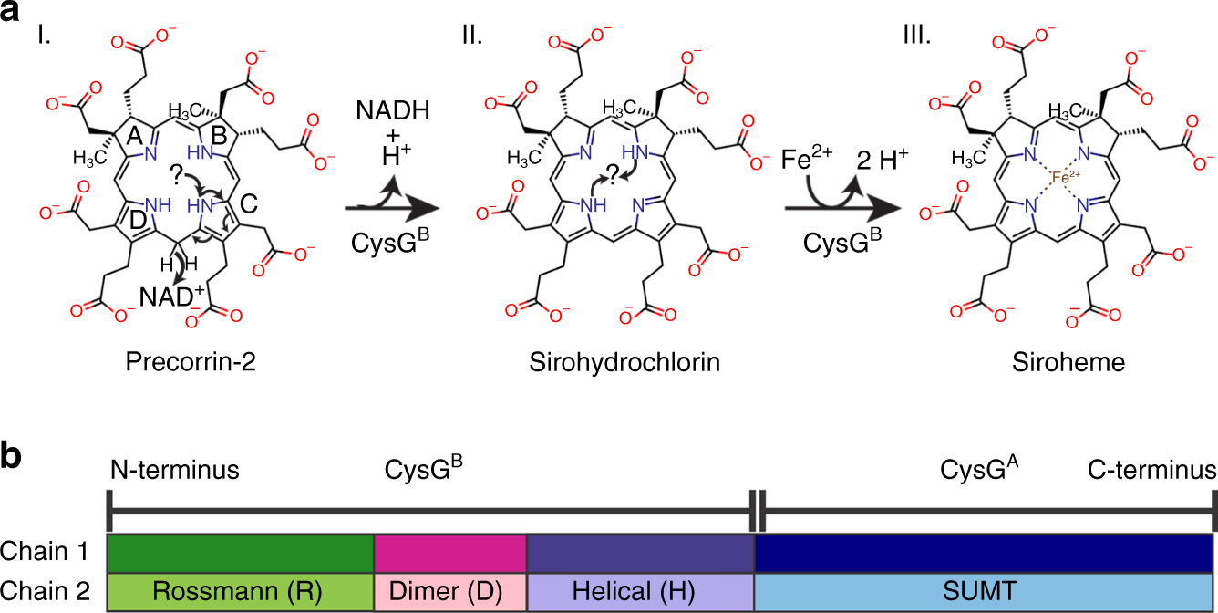 Siroheme Synthase Orients Substrates For Dehydrogenase And