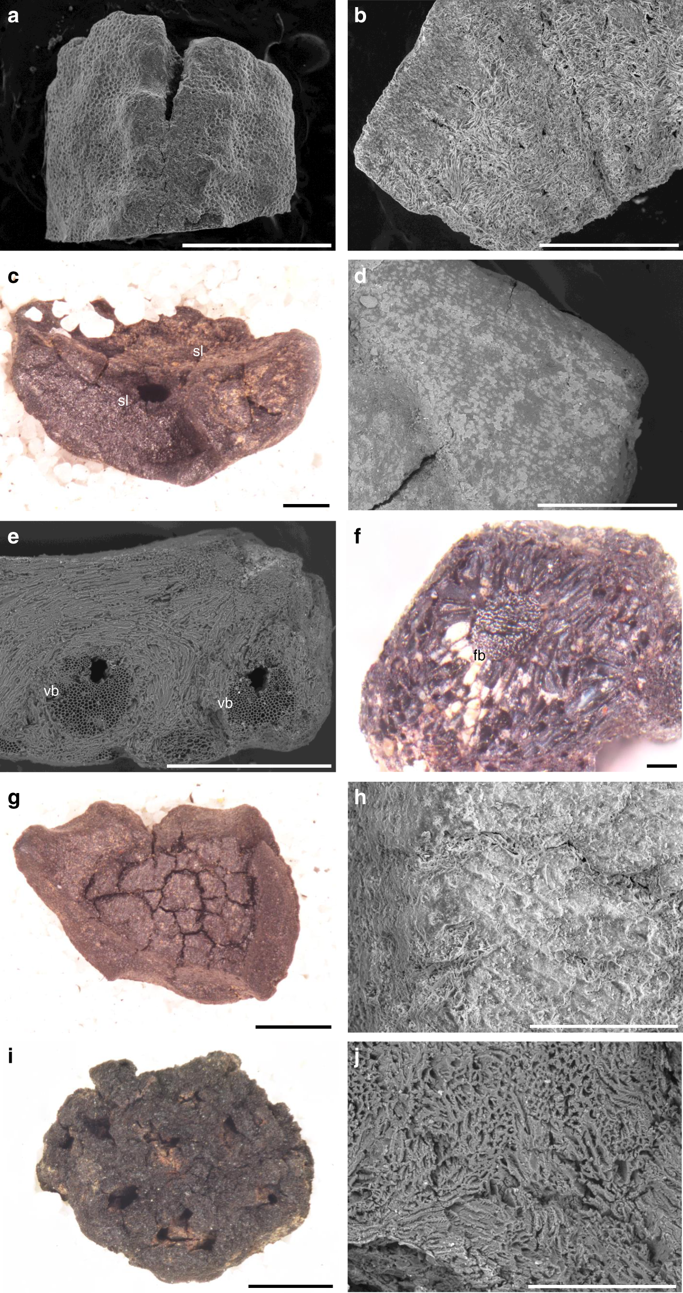 Fig. 2: Examples of endocarp from Phase 2.