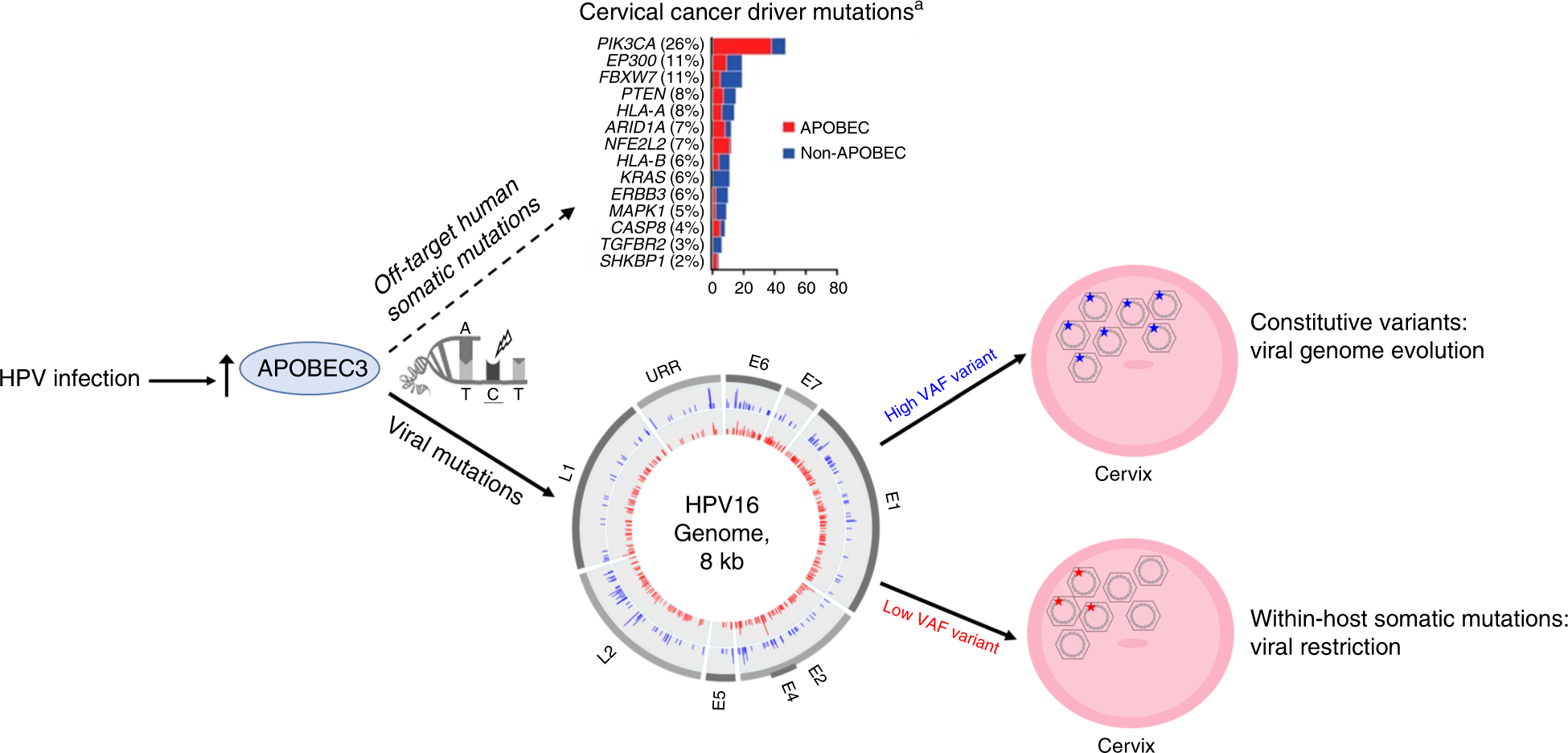 Fig. 4: Summary of the effects of mutations induced by the activity of APOBEC3.