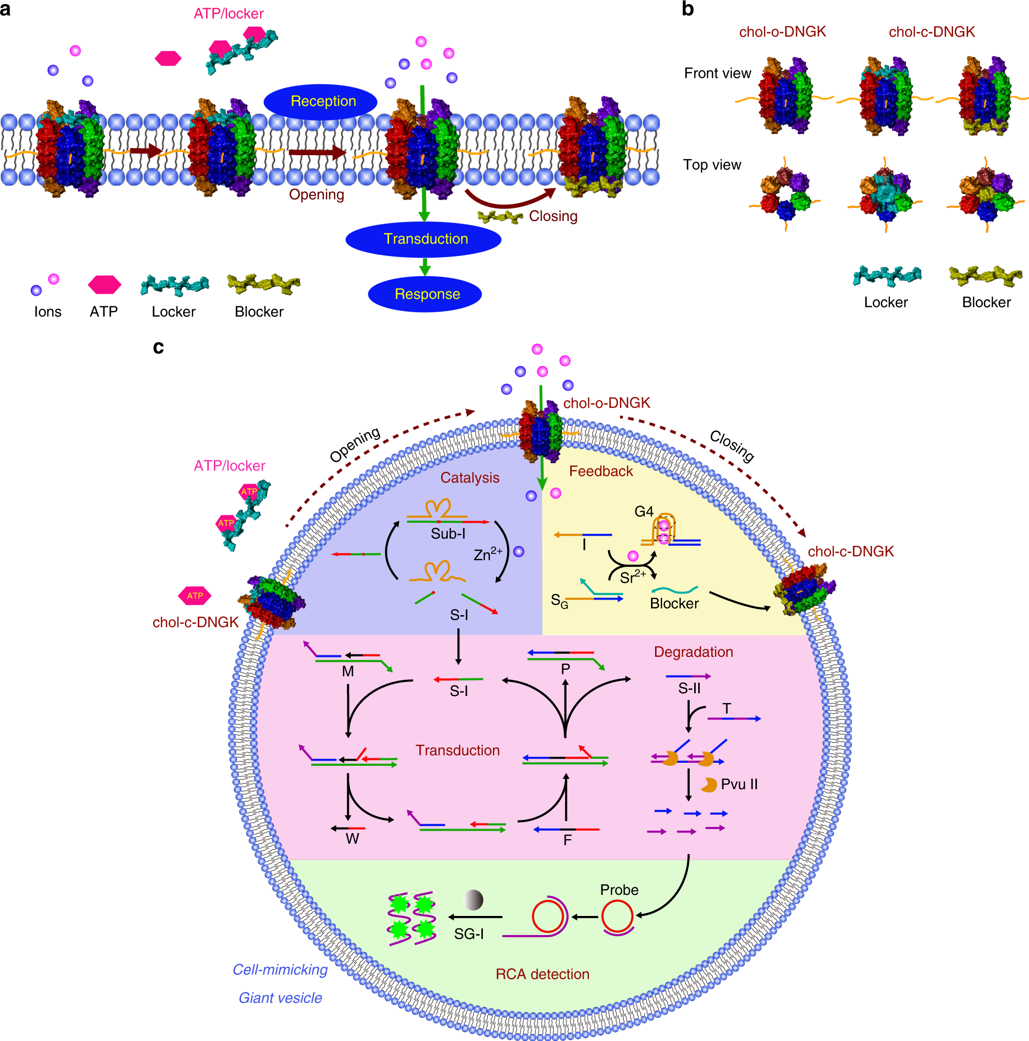 Fig. 1: Biomimetic giant vesicle engineered for the construction of an artificial molecular signaling system (AMSsys).