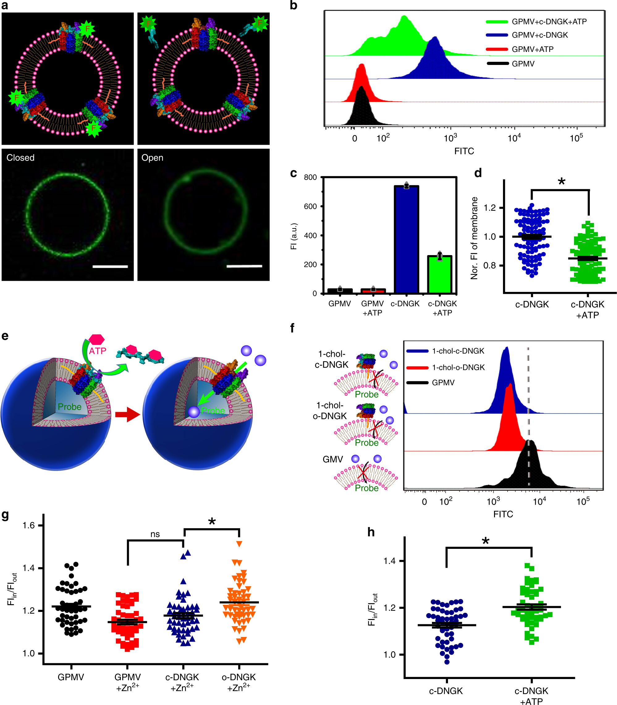 Fig. 3: Construction of a membrane-spanning nanogatekeeper on GPMV to mimic cell membrane ion channel.