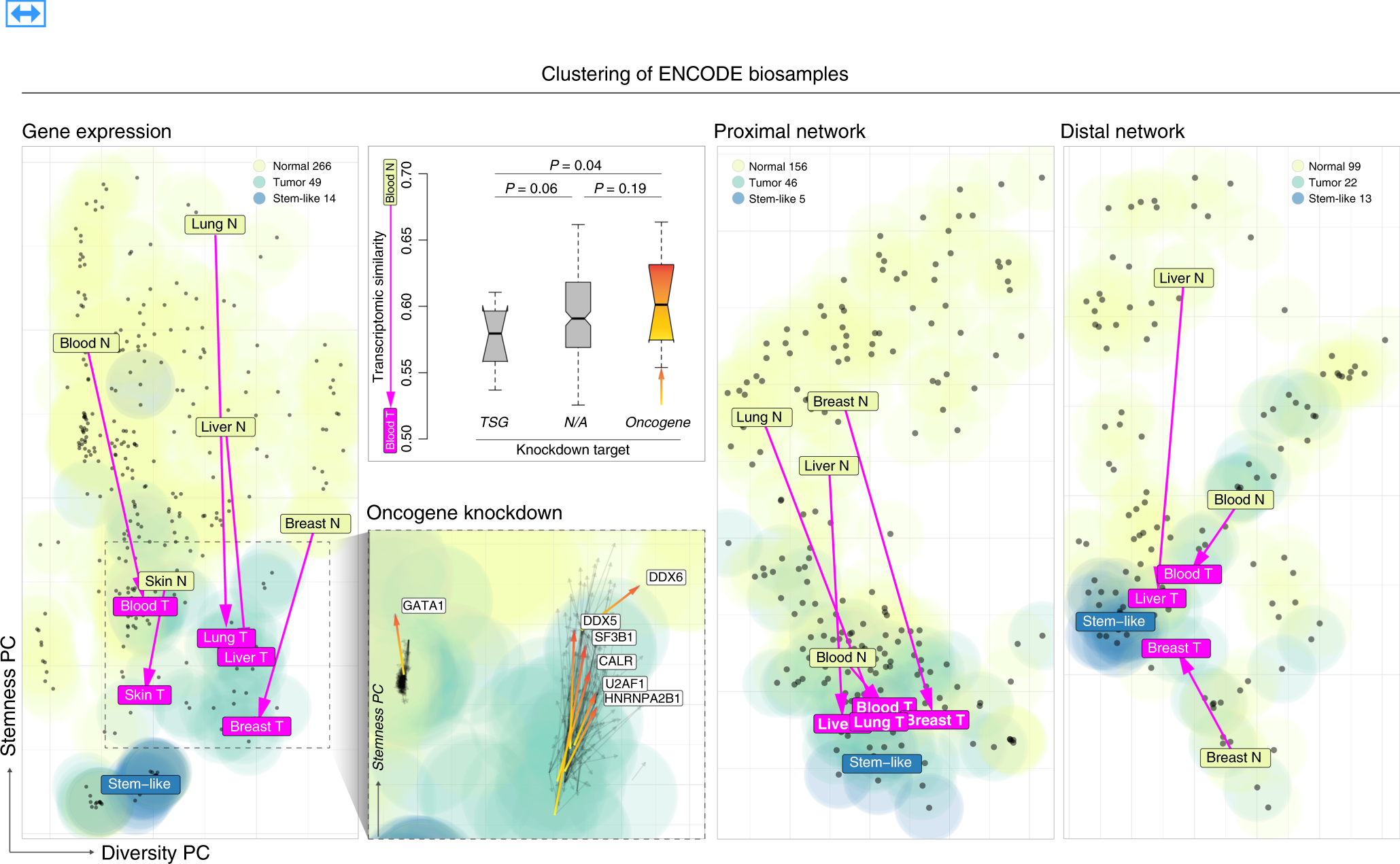Fig. 4: Oncogenic transformation and cell state.