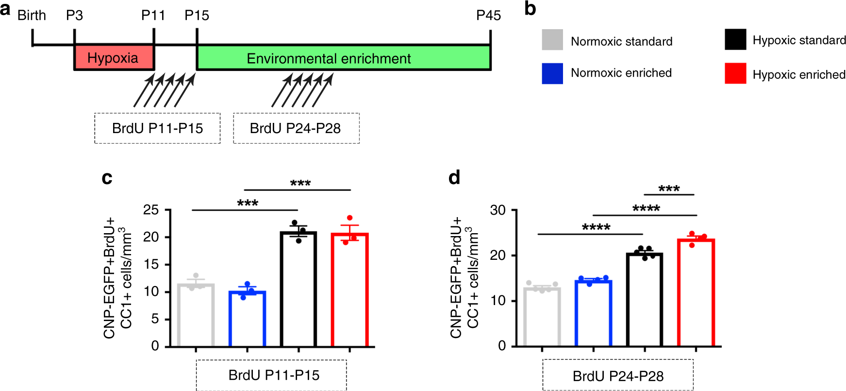 Fig. 2: Environmental enrichment promotes oligodendrogenesis after perinatal brain injury.