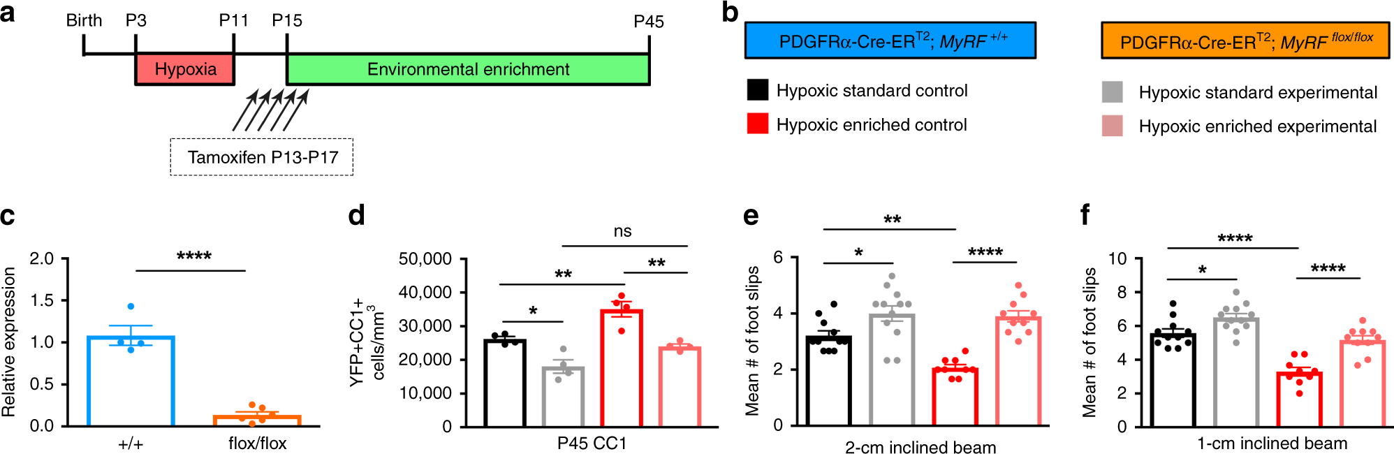 Fig. 7: De novo oligodendrocyte generation is required to promote functional recovery induced by environmental enrichment.