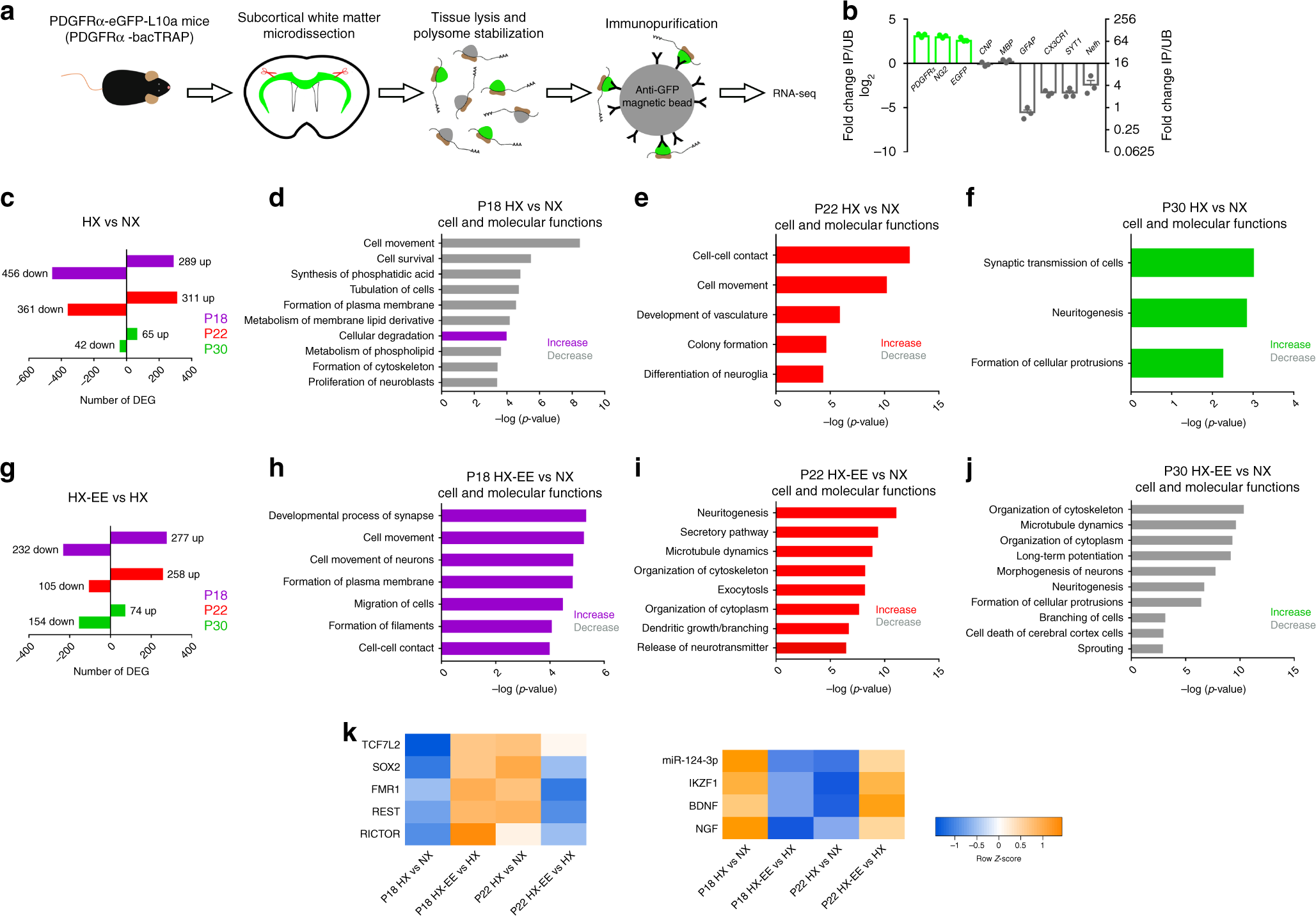 Fig. 8: RNA-seq reveals EE-induced changes in OPC translatome following perinatal hypoxia.