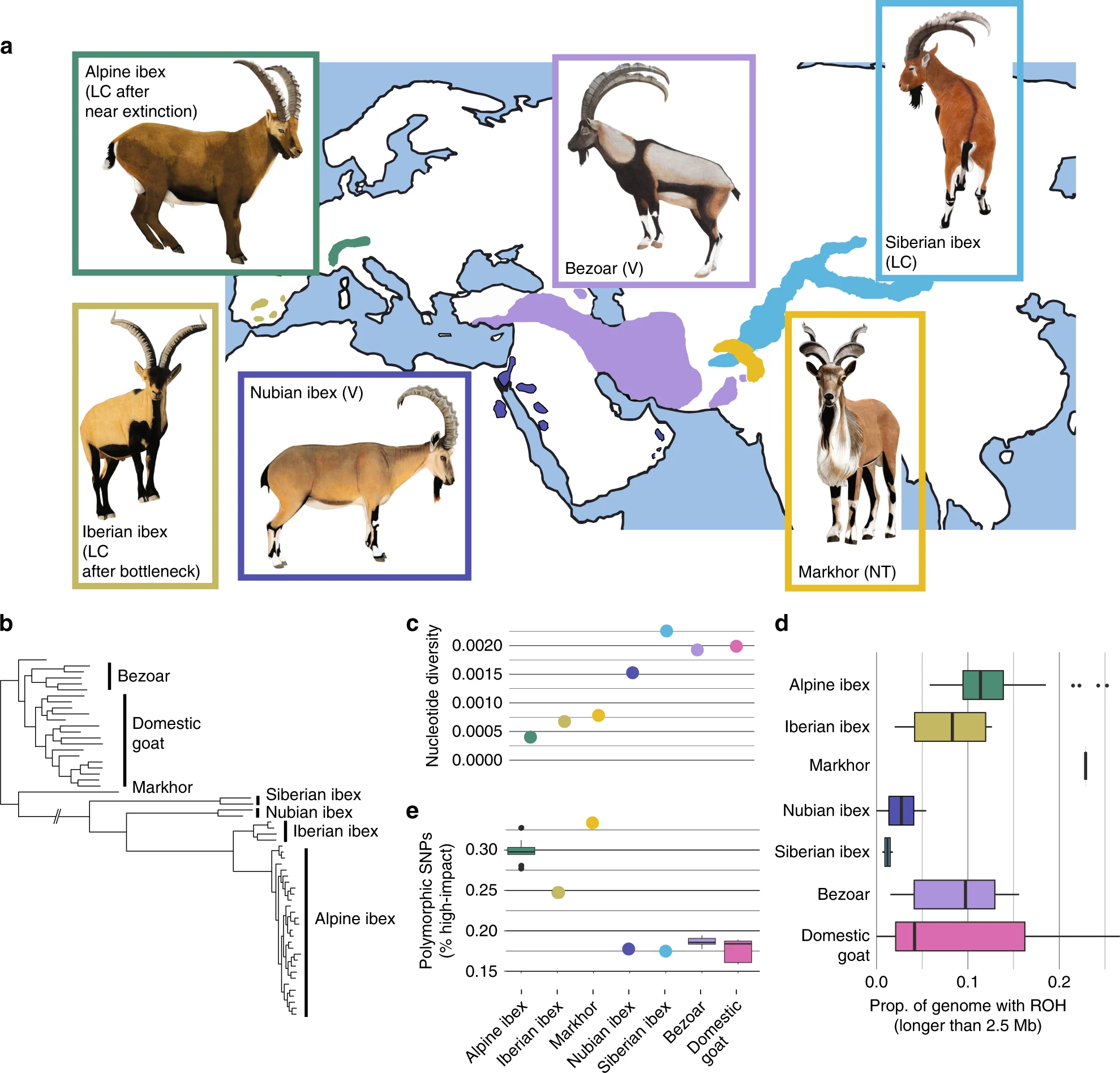 Purging of highly deleterious mutations through severe bottlenecks in Alpine ibex
