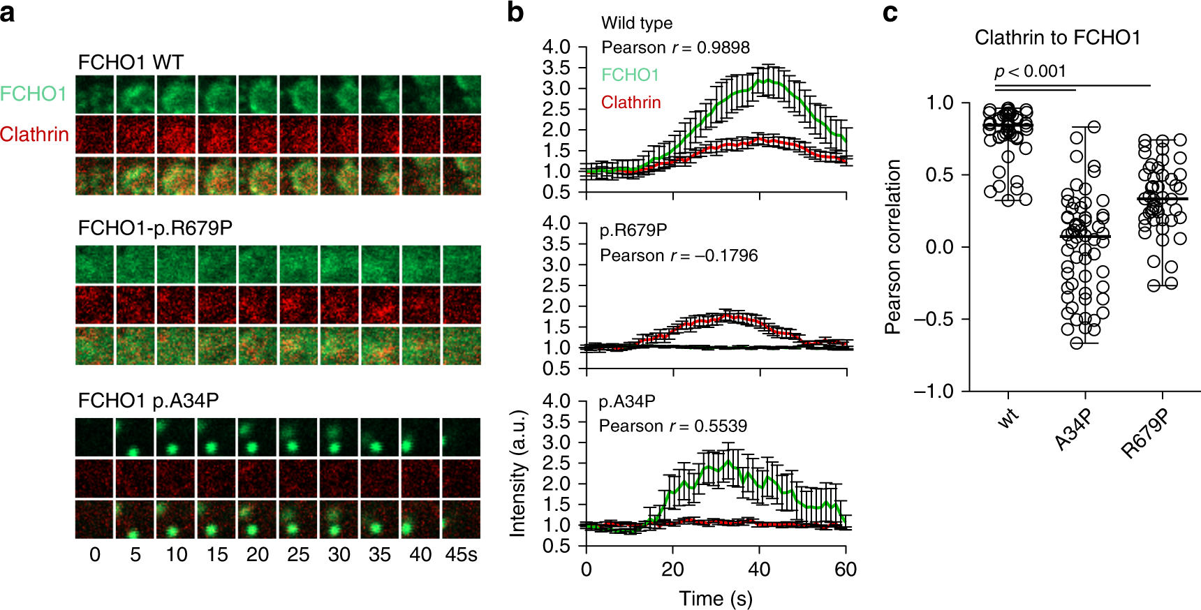 Fig. 3: Mutations in both µHD and F-BAR domains of FCHO1 prevent nucleation of clathrin-coated pits (CCP).