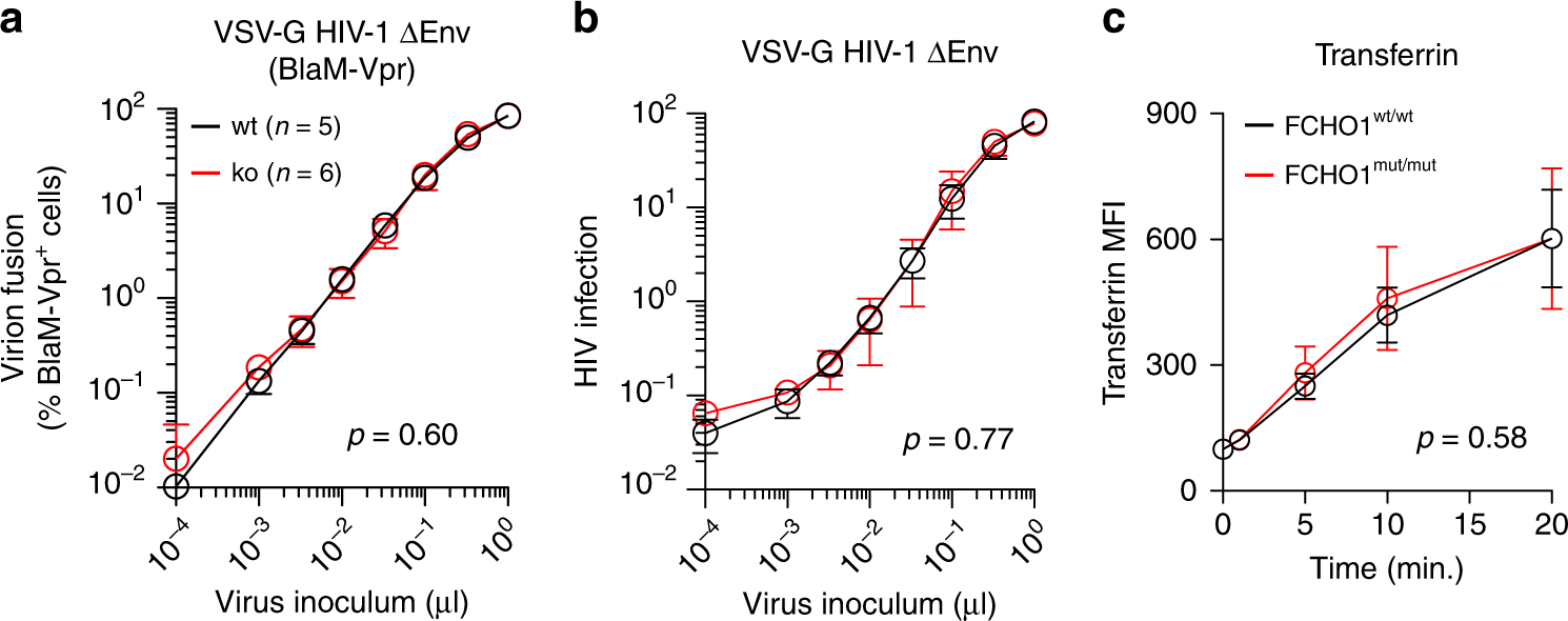 Fig. 5: FCHO1 deficiency does not alter global clathrin-mediated endocytosis.