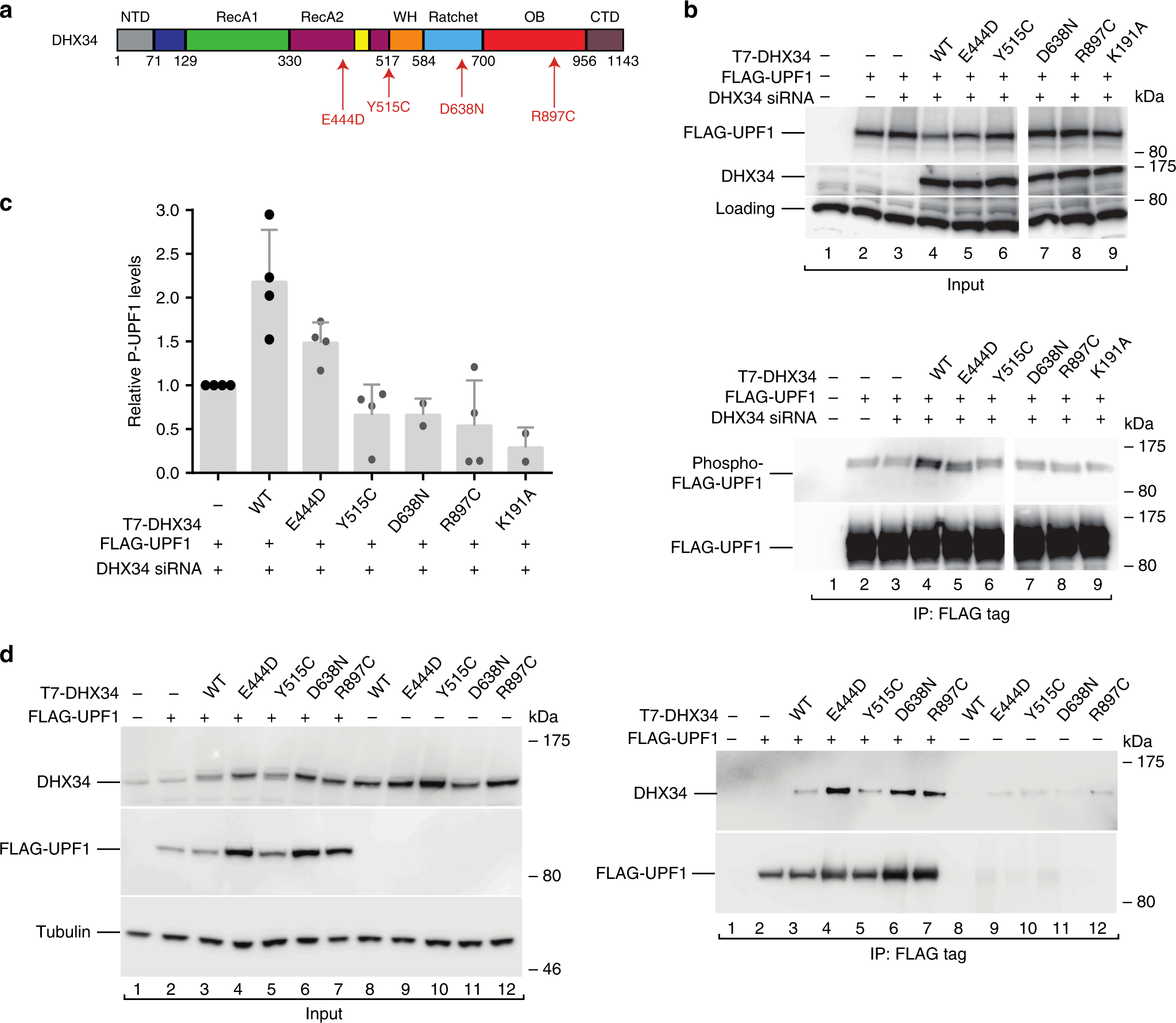 Fig. 4: DHX34 variants fail to phosphorylate UPF1.