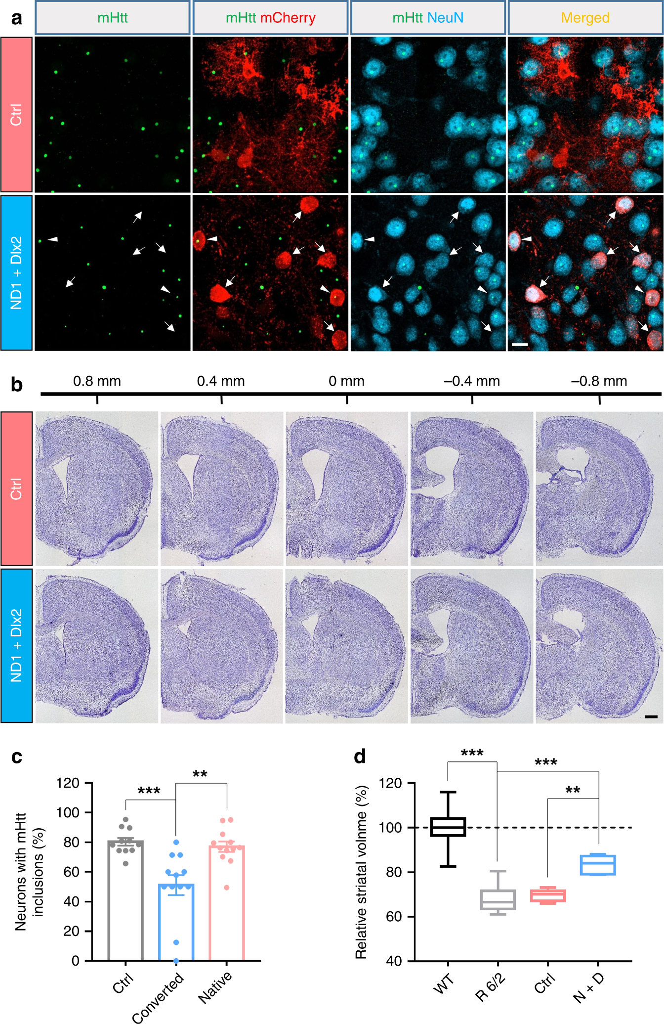 Fig. 7: Reducing striatum atrophy in the R6/2 mice after in vivo astrocyte-to-neuron conversion.