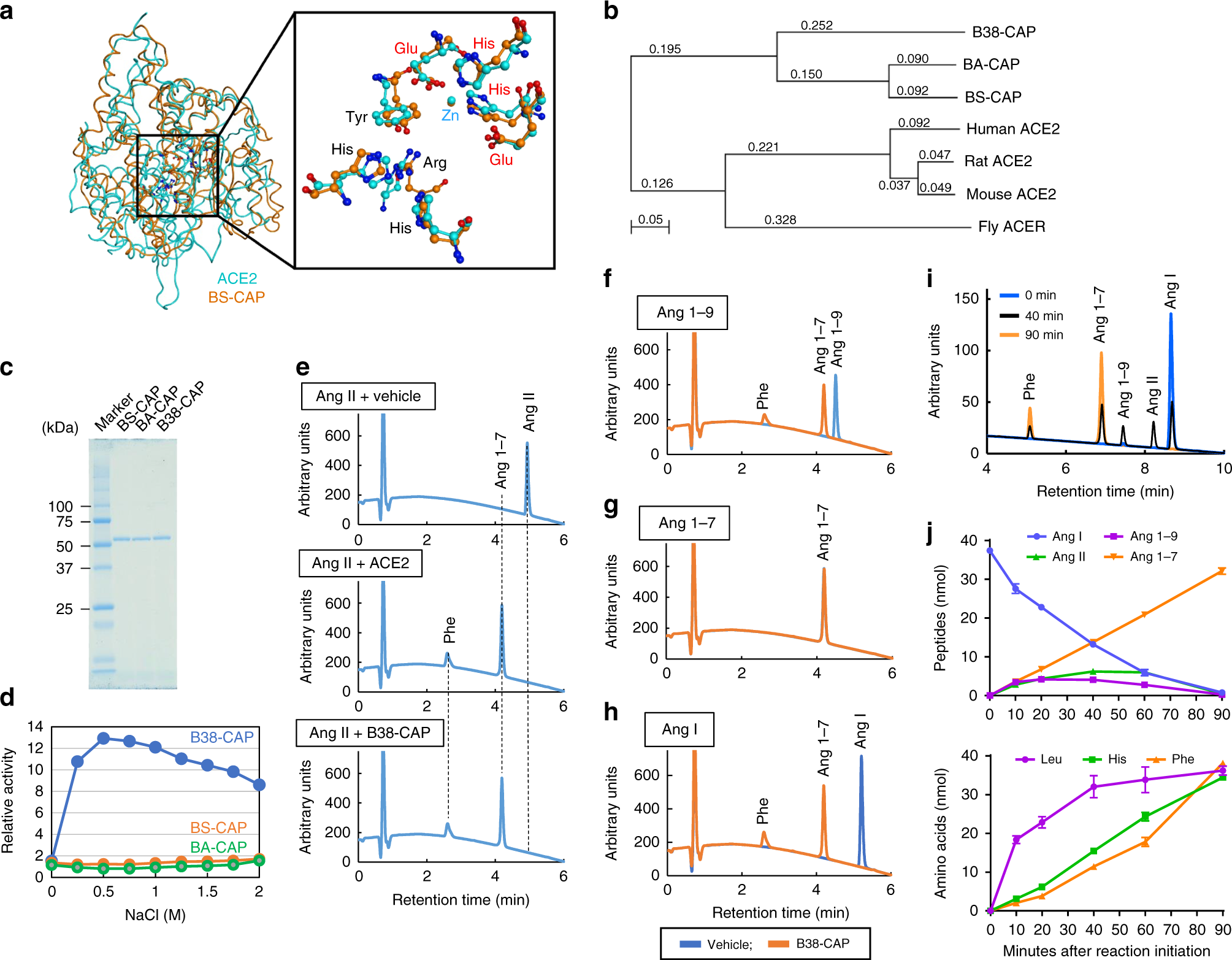 Fig. 1: B38-CAP, a bacteria-derived carboxypeptidase, is Angiotensin-converting enzyme 2 (ACE2)-like enzyme.