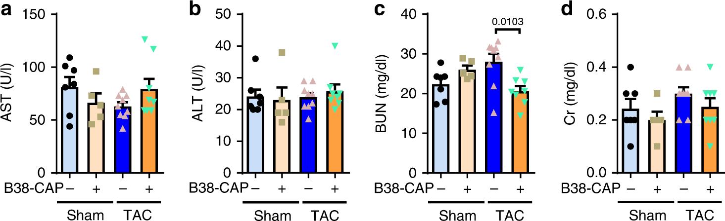 Fig. 6: No overt toxic effects of B38-CAP on liver and kidney.