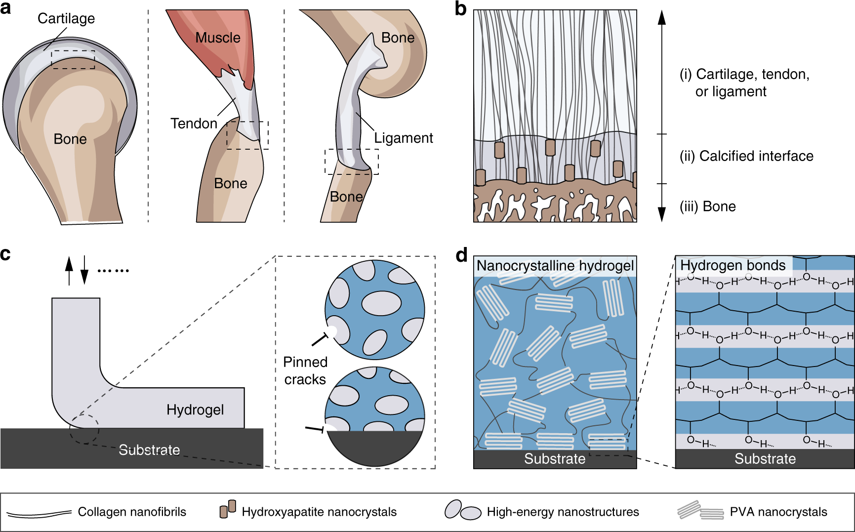 Fatigue-resistant adhesion of hydrogels | Nature Communications