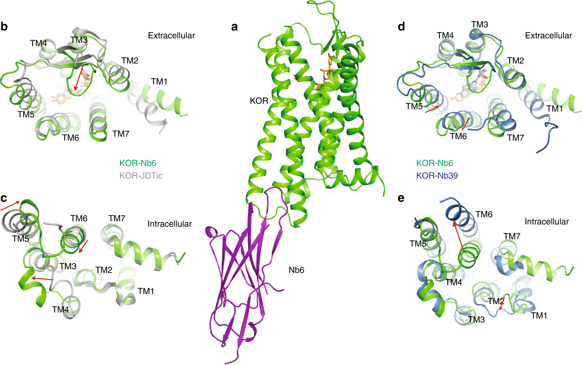 Fig. 2: Overall alignment of KOR–Nb6 and KOR–JDTic and KOR–Nb39 structures.