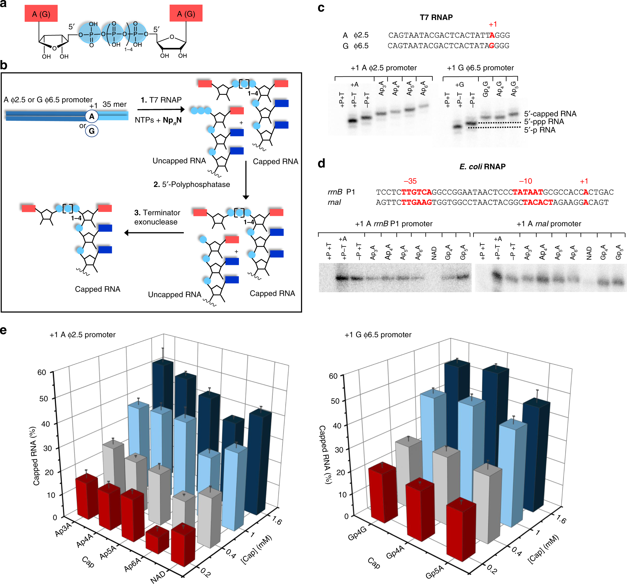 Dinucleoside polyphosphates act as 5′-RNA caps in bacteria | Nature  Communications