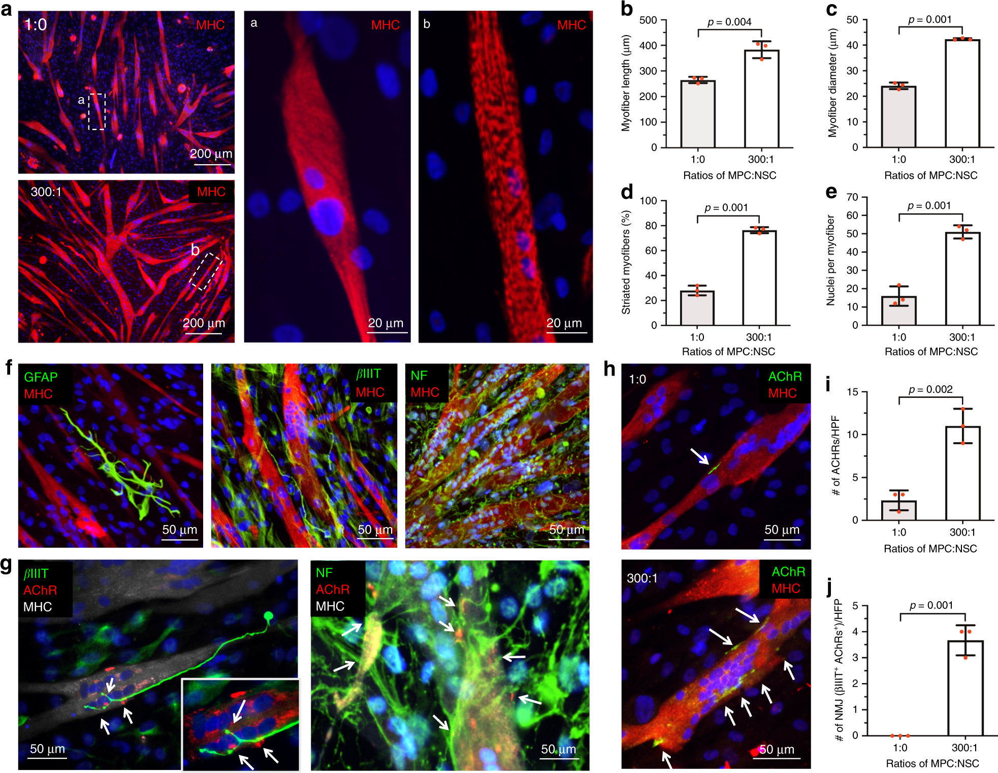 cell integration into 3D bioprinted skeletal muscle constructs accelerates restoration of function | Nature Communications