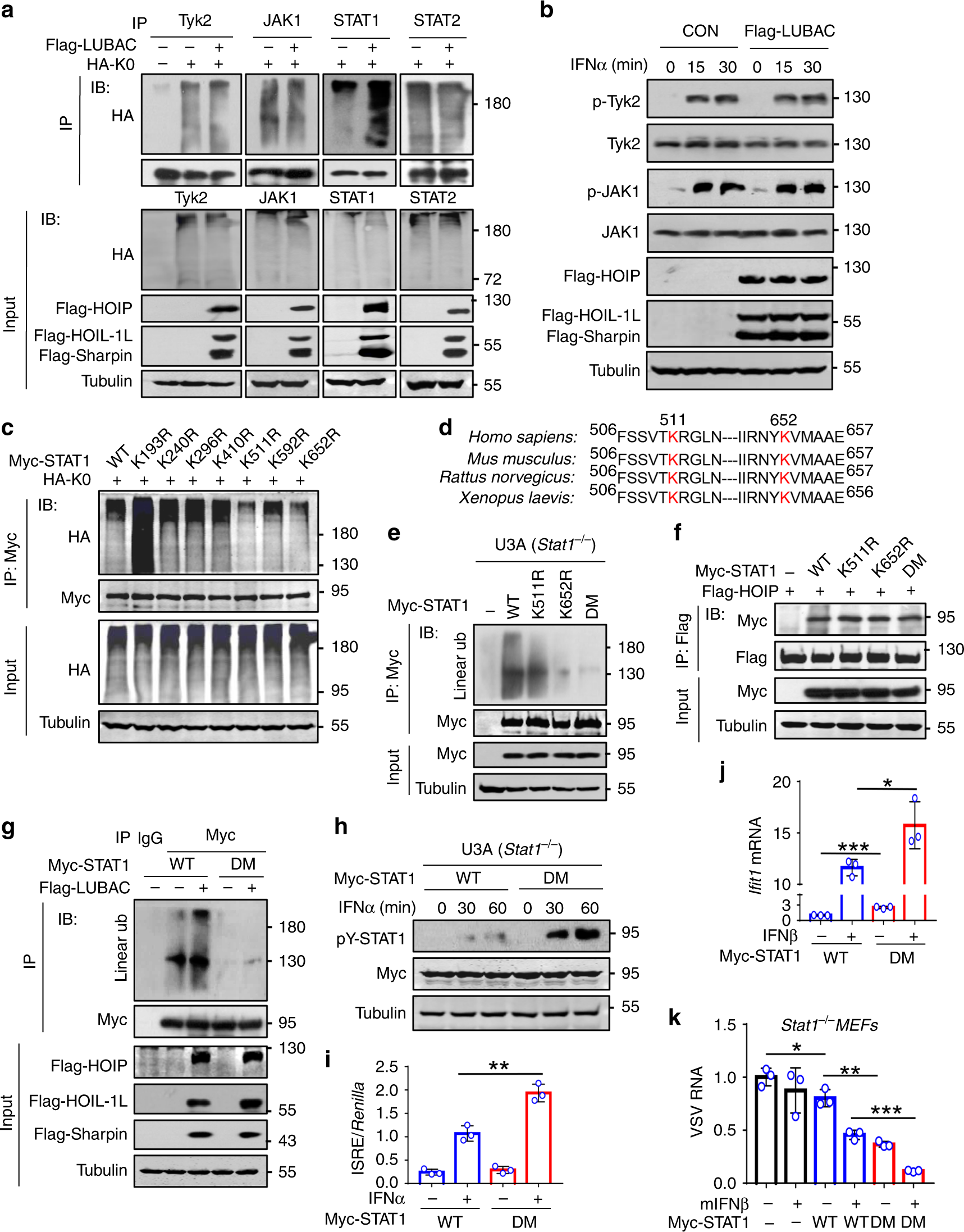 Fig. 3: STAT1 has linear ubiquitination at Lys511 and Lys652.